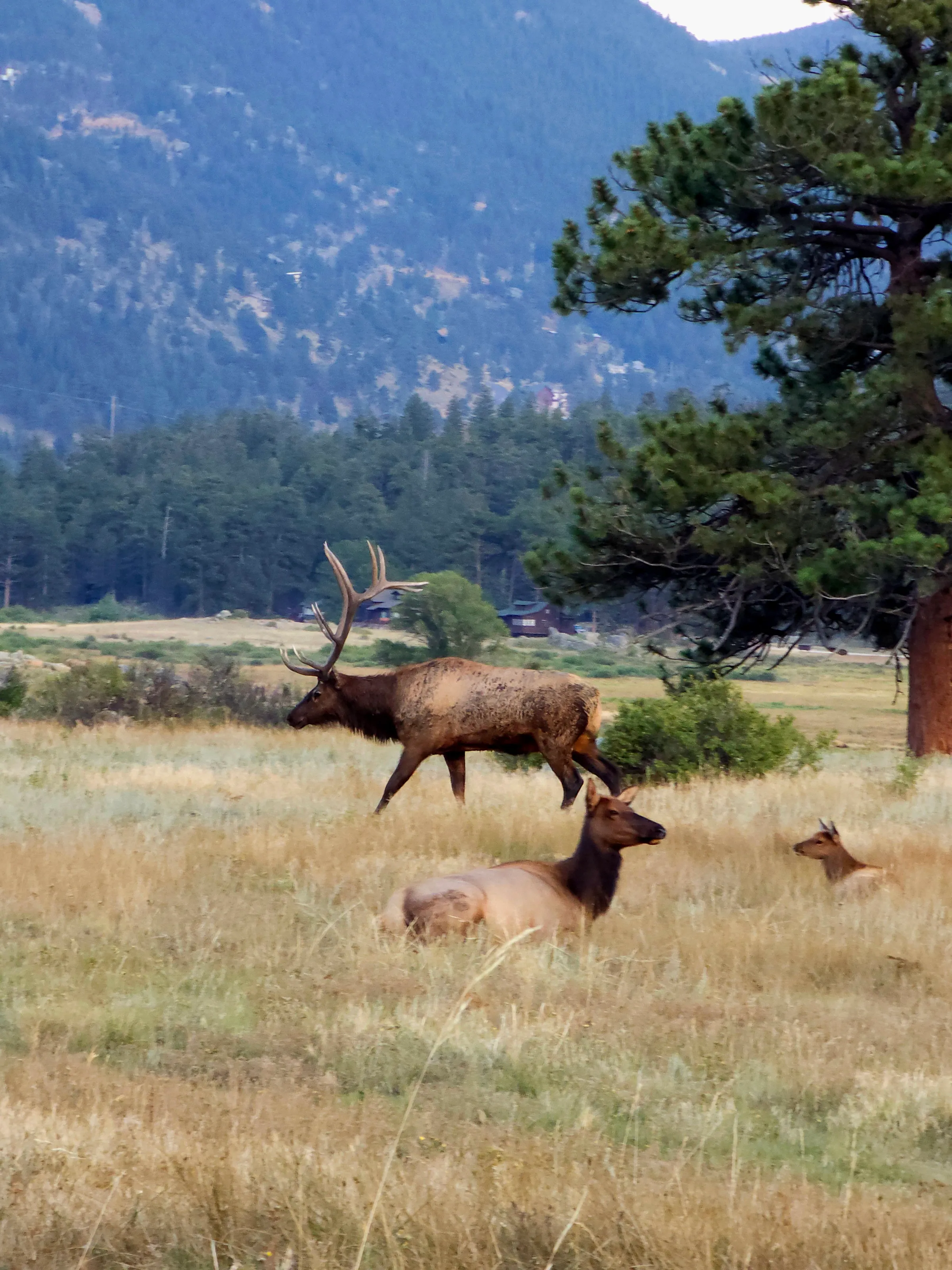 Rut In The Rockies