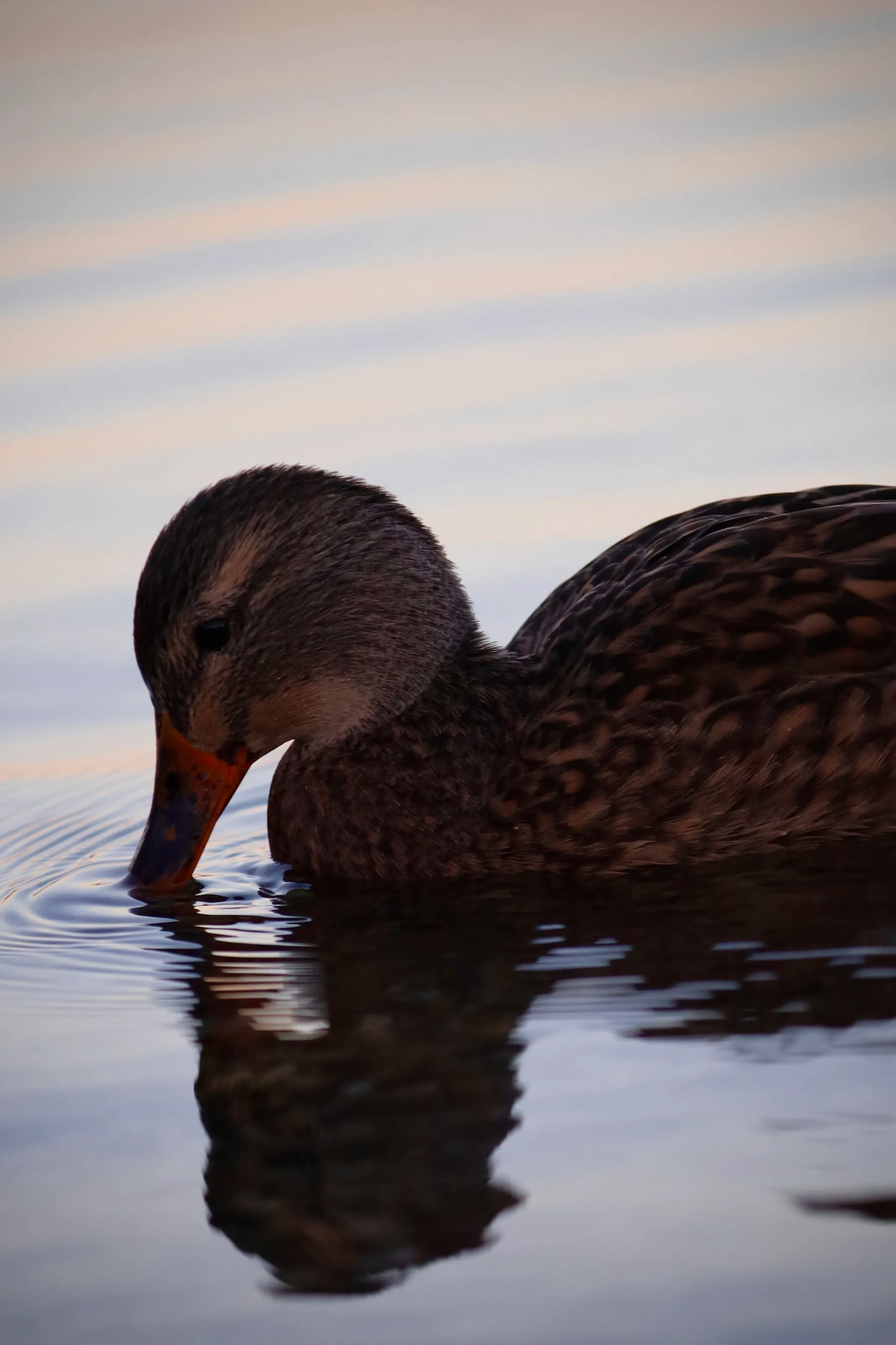 Ente im Freien