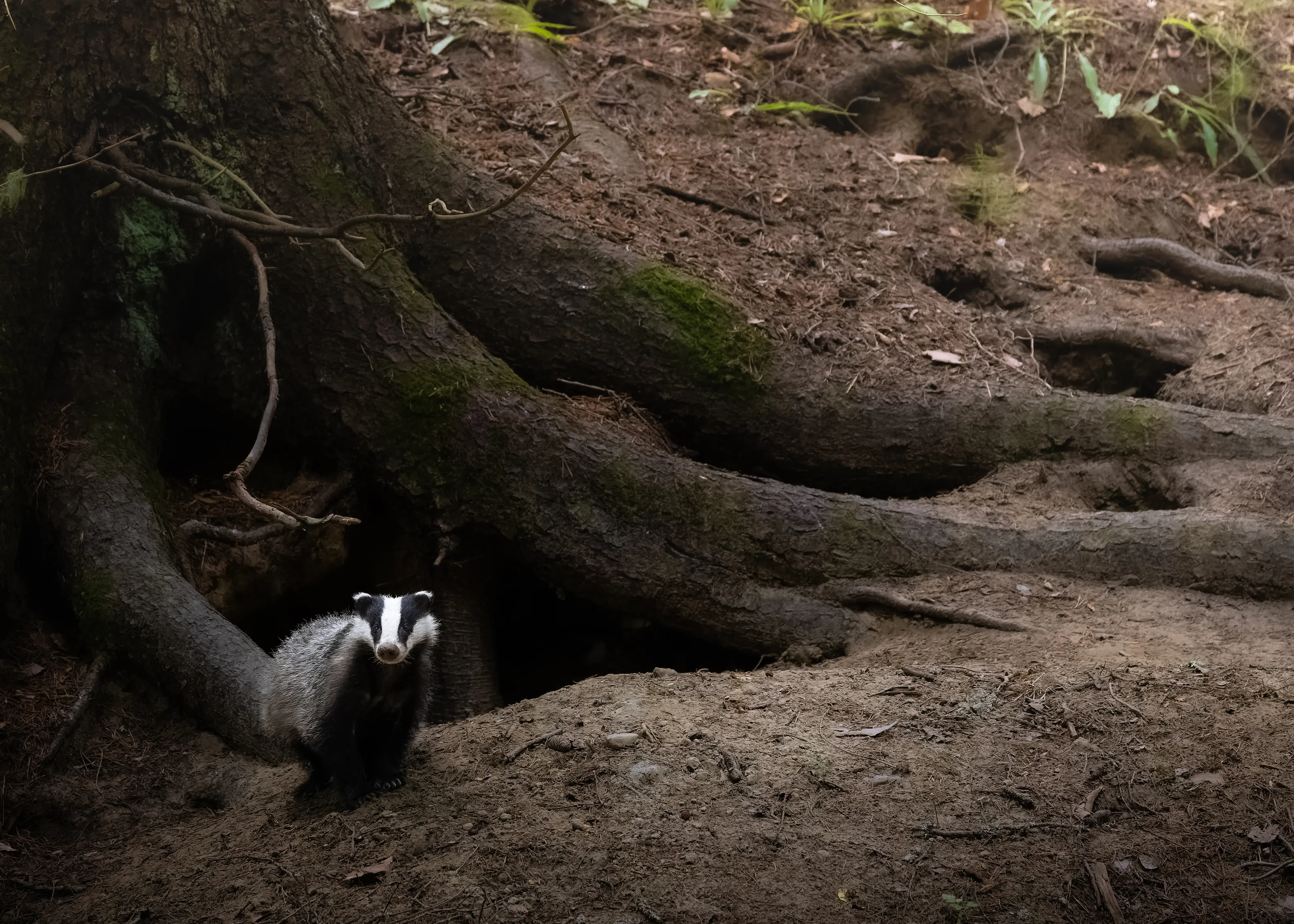 Morning at the Sett