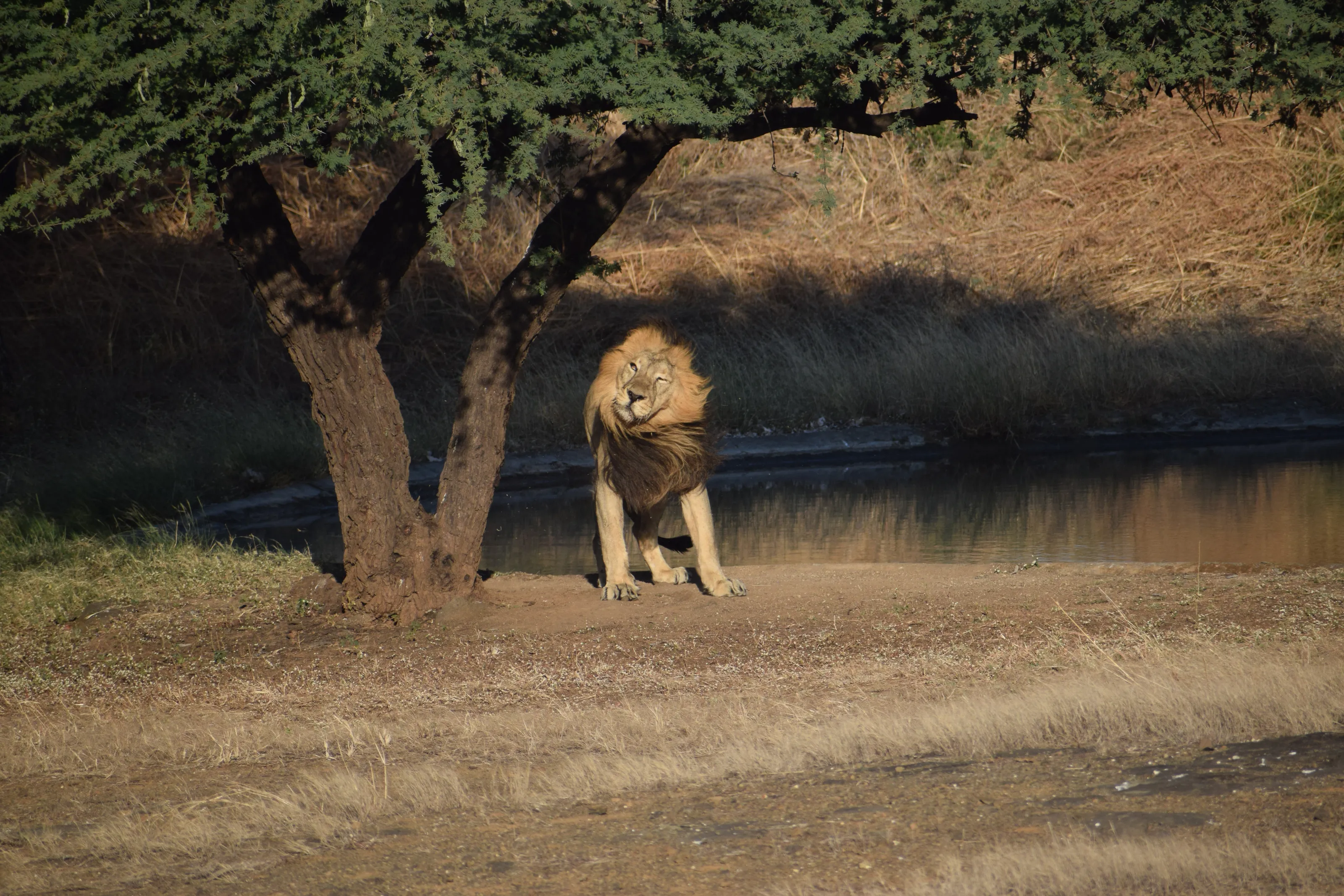 A Lion in a sunny morning