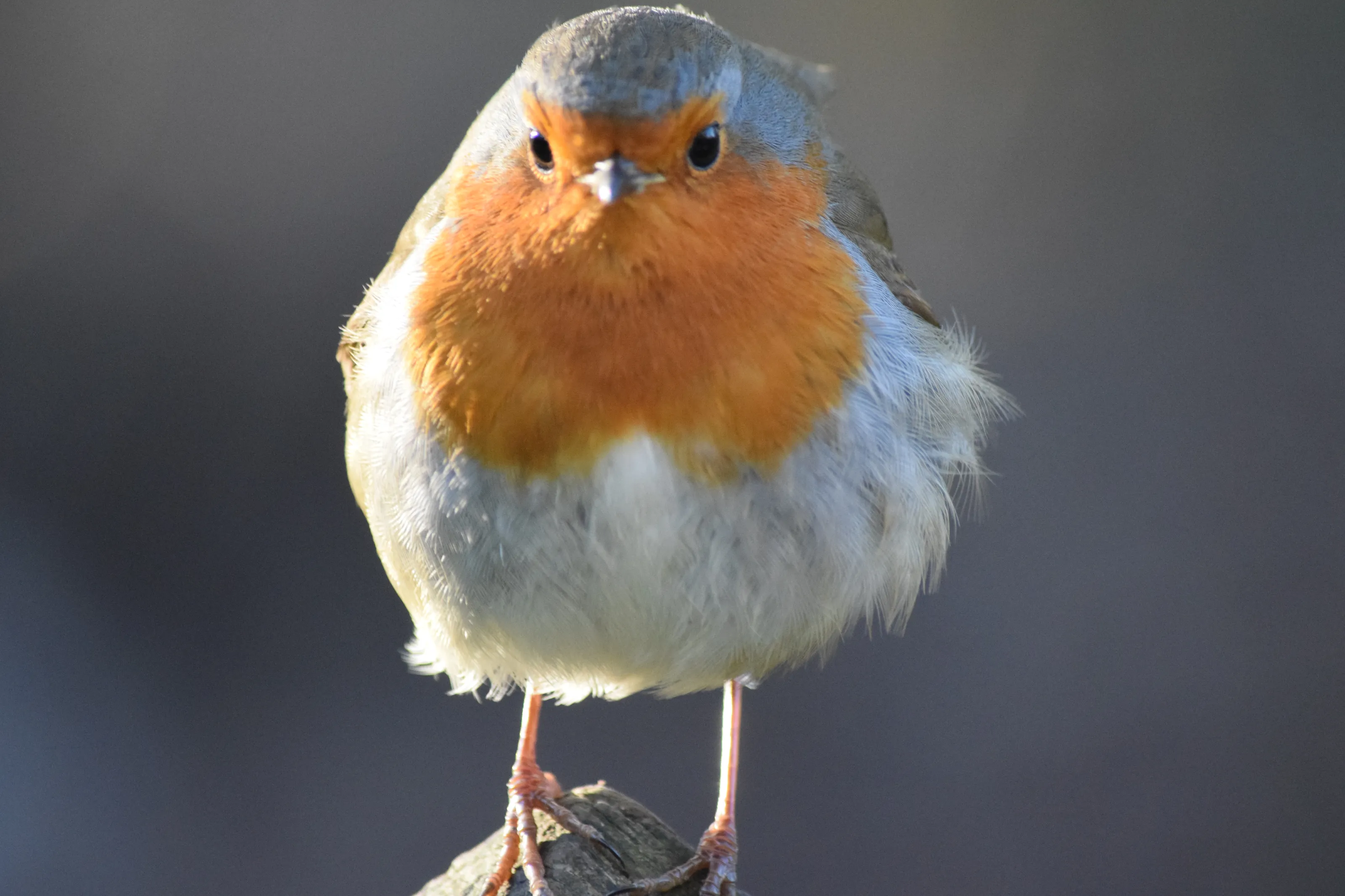 Staring Robin