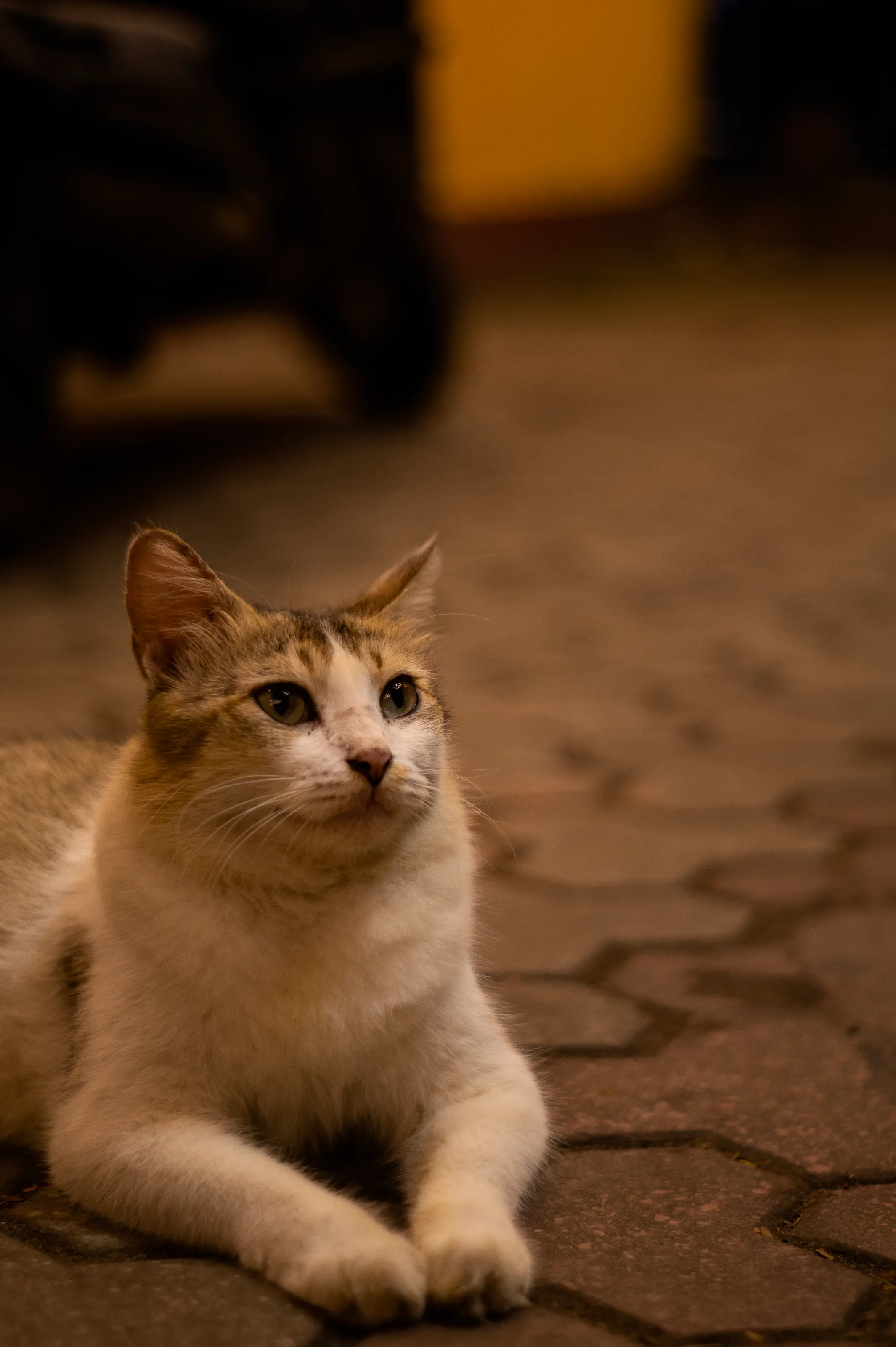 A big purrrsonality.