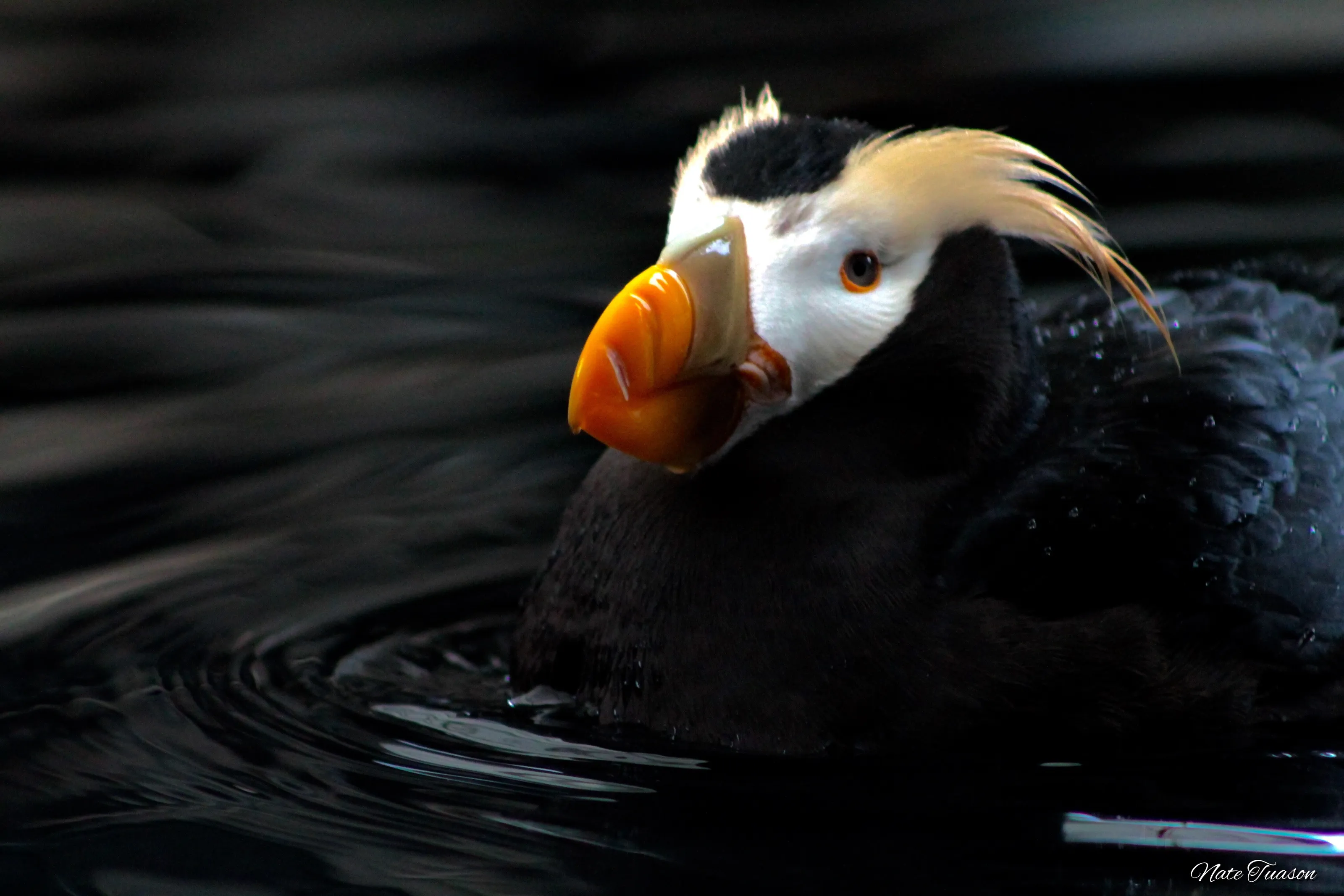 Puffin Along