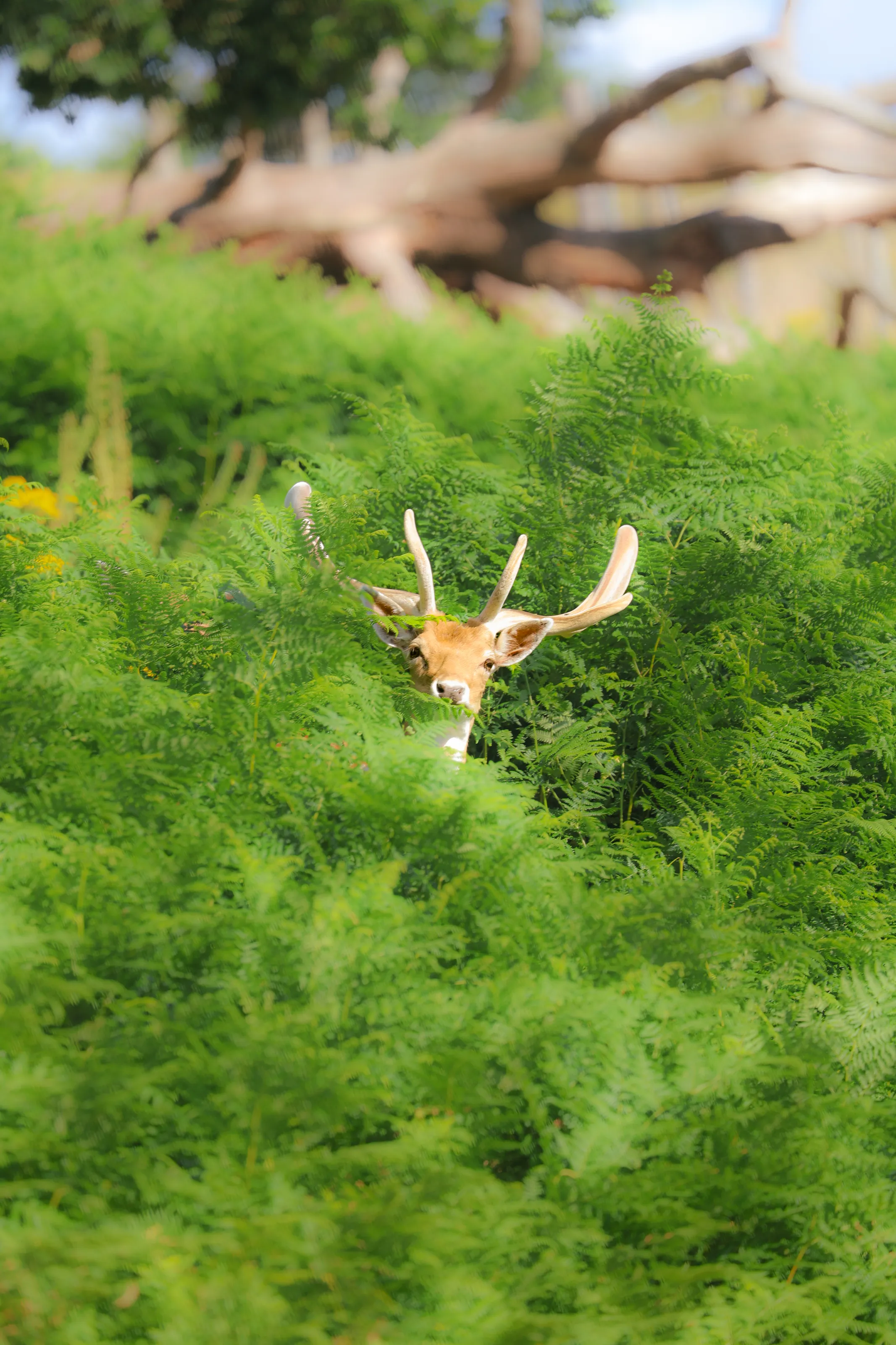 The Curious Deer