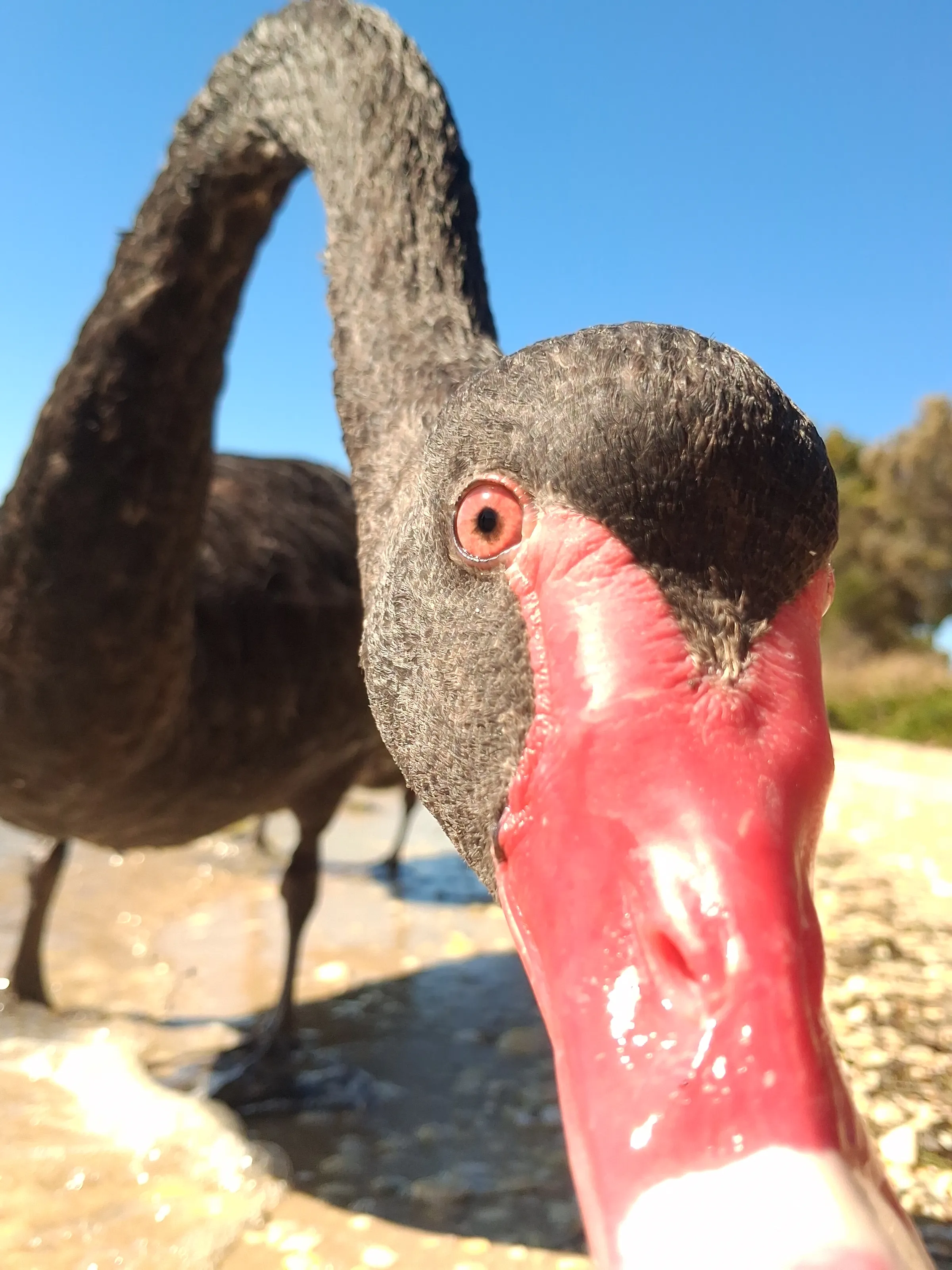 City Swan