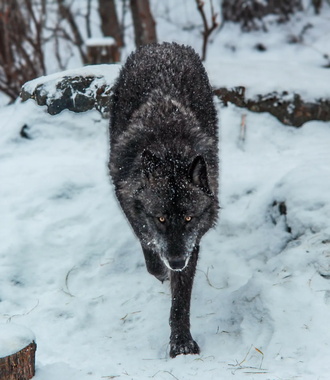 Wolf in falling snow