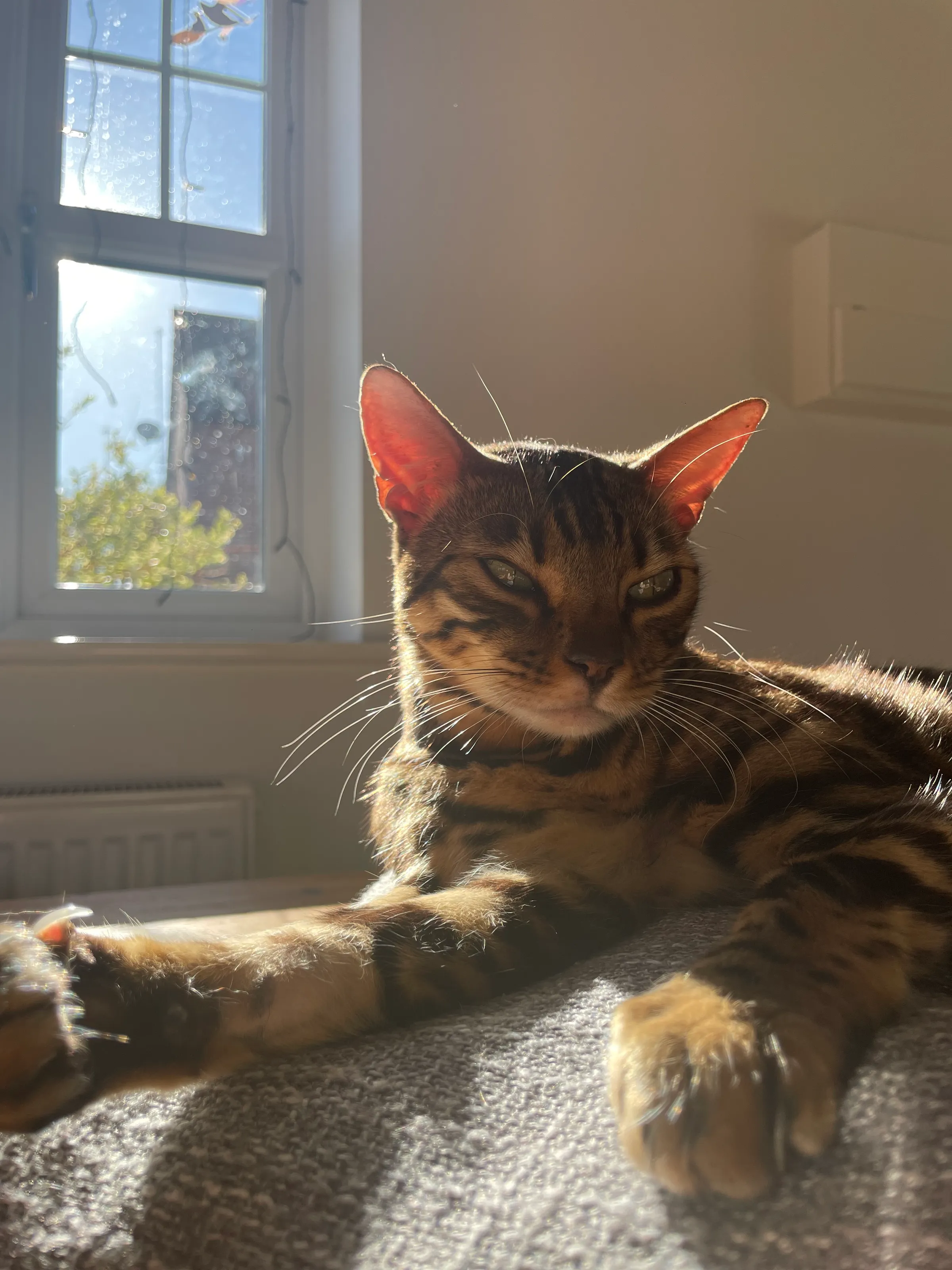 Beauty of a Bengal