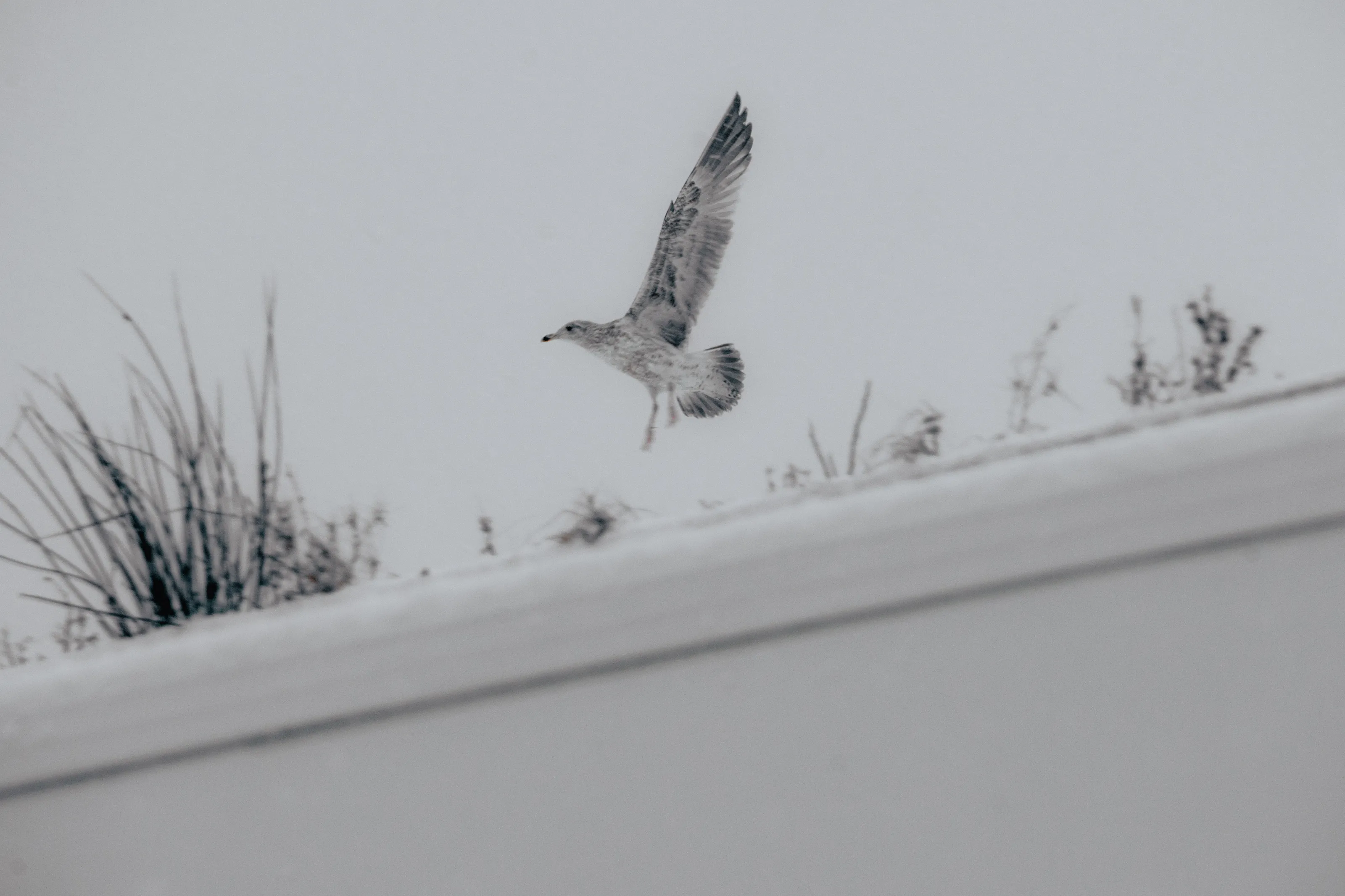Gull on a Snowy Day