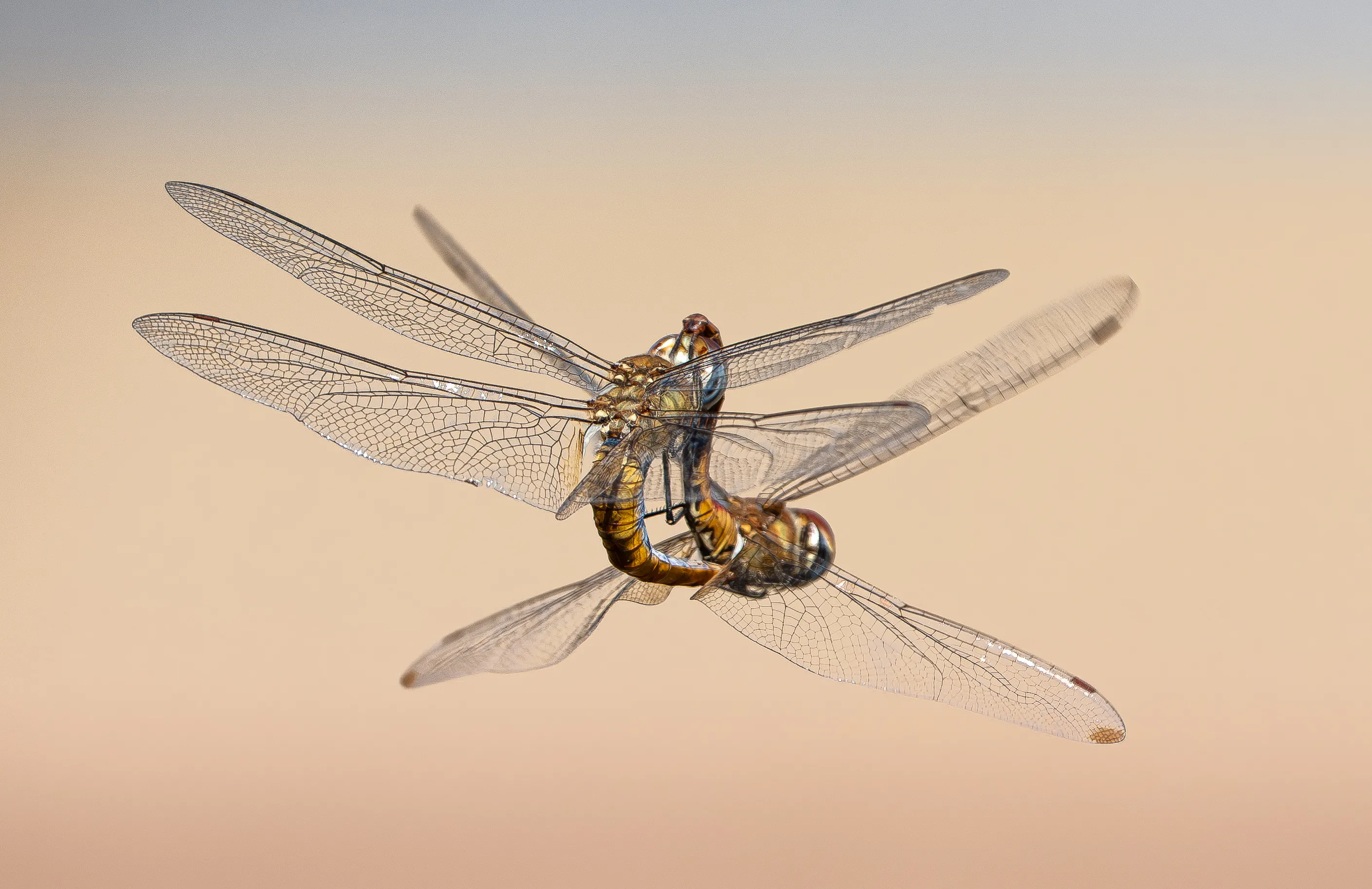 Comanche Skimmers
