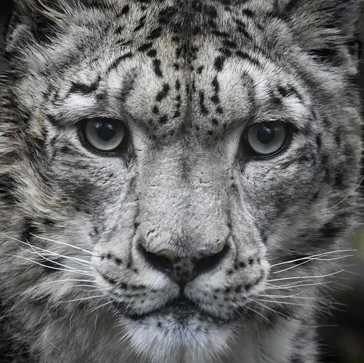 Snow leopard at Marwell Zoo
