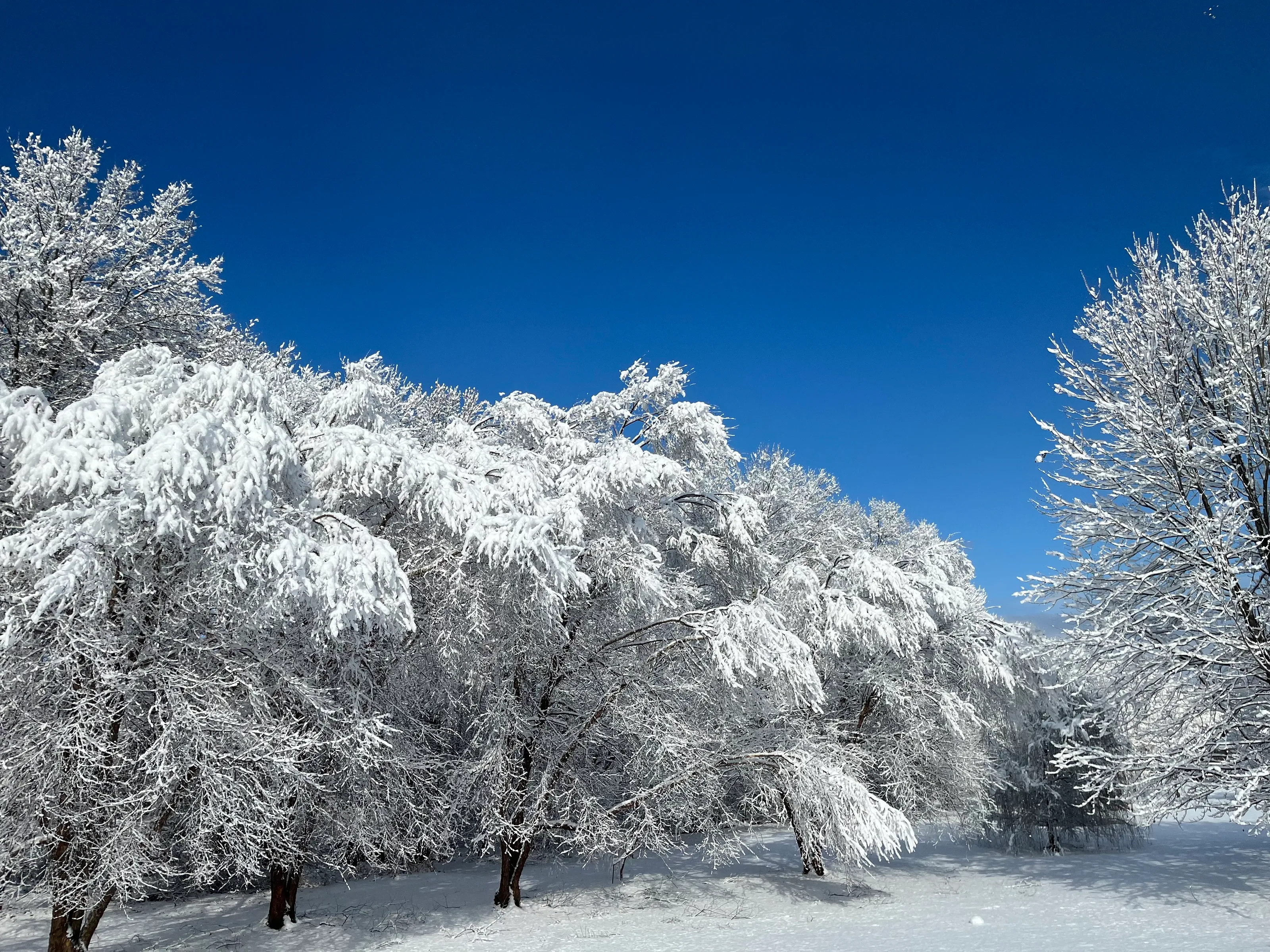 Snowscape