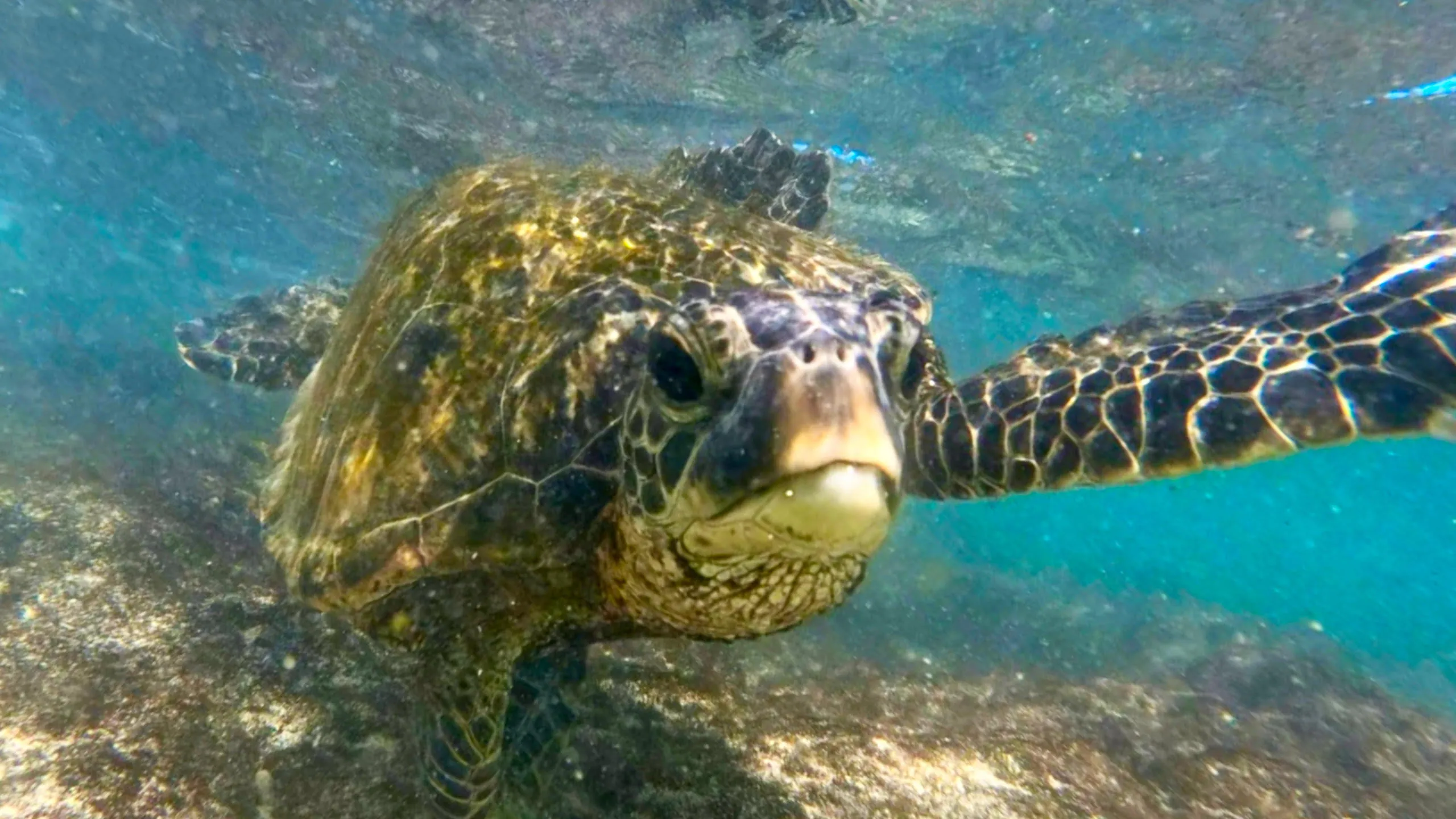 Turtles of Hawaii