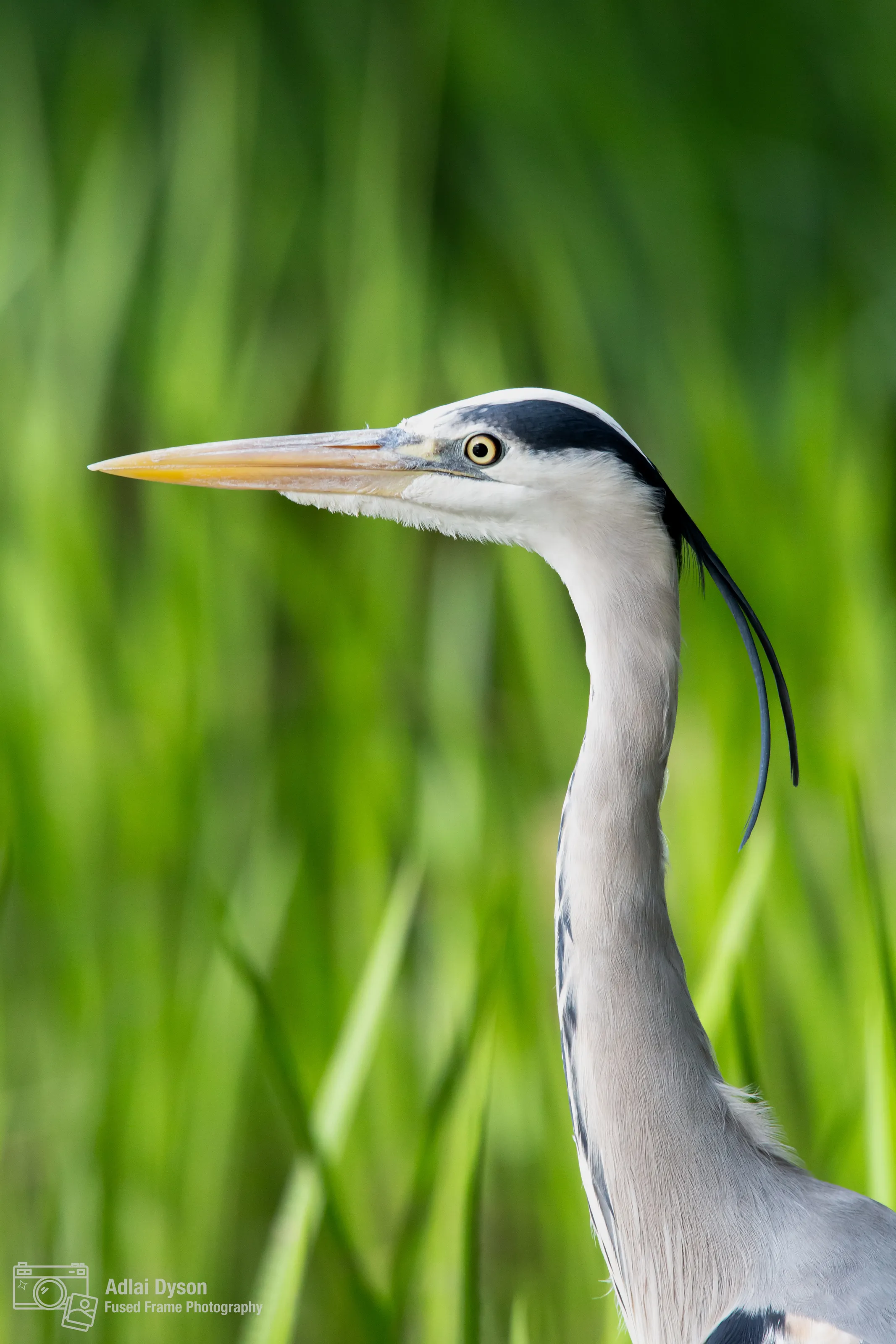Grey Heron within the Reeds