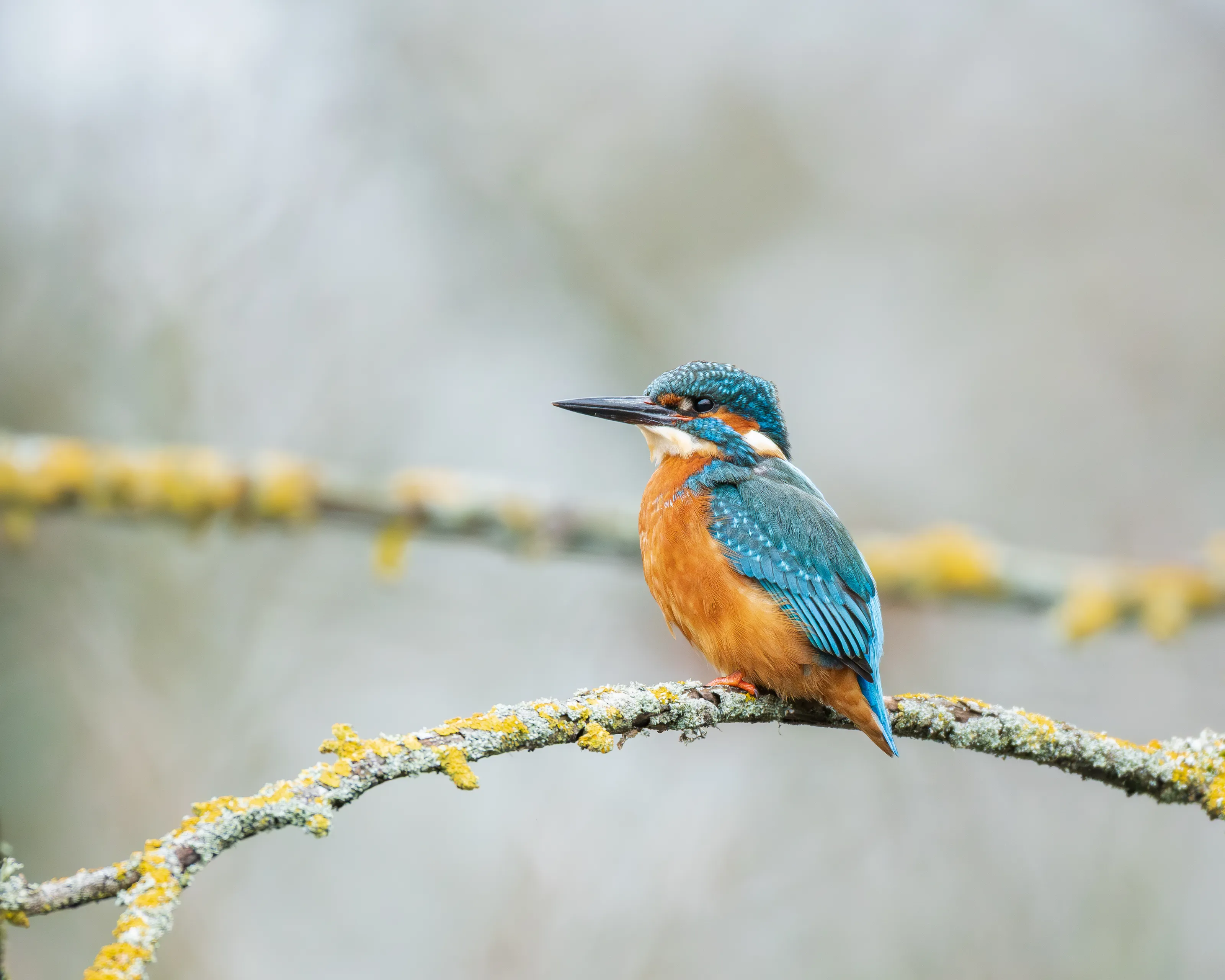 Kingfisher perched on a branch