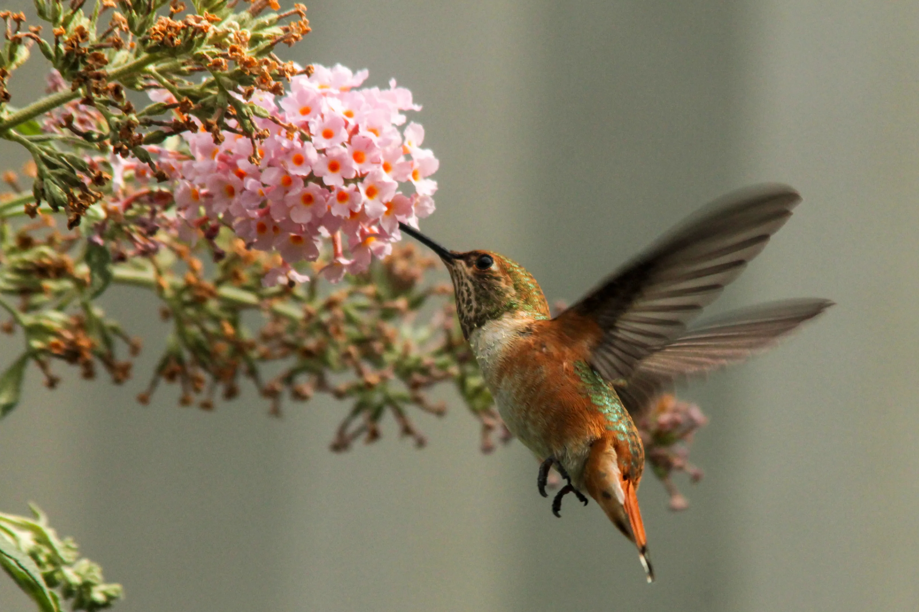 Rufous Hummingbird