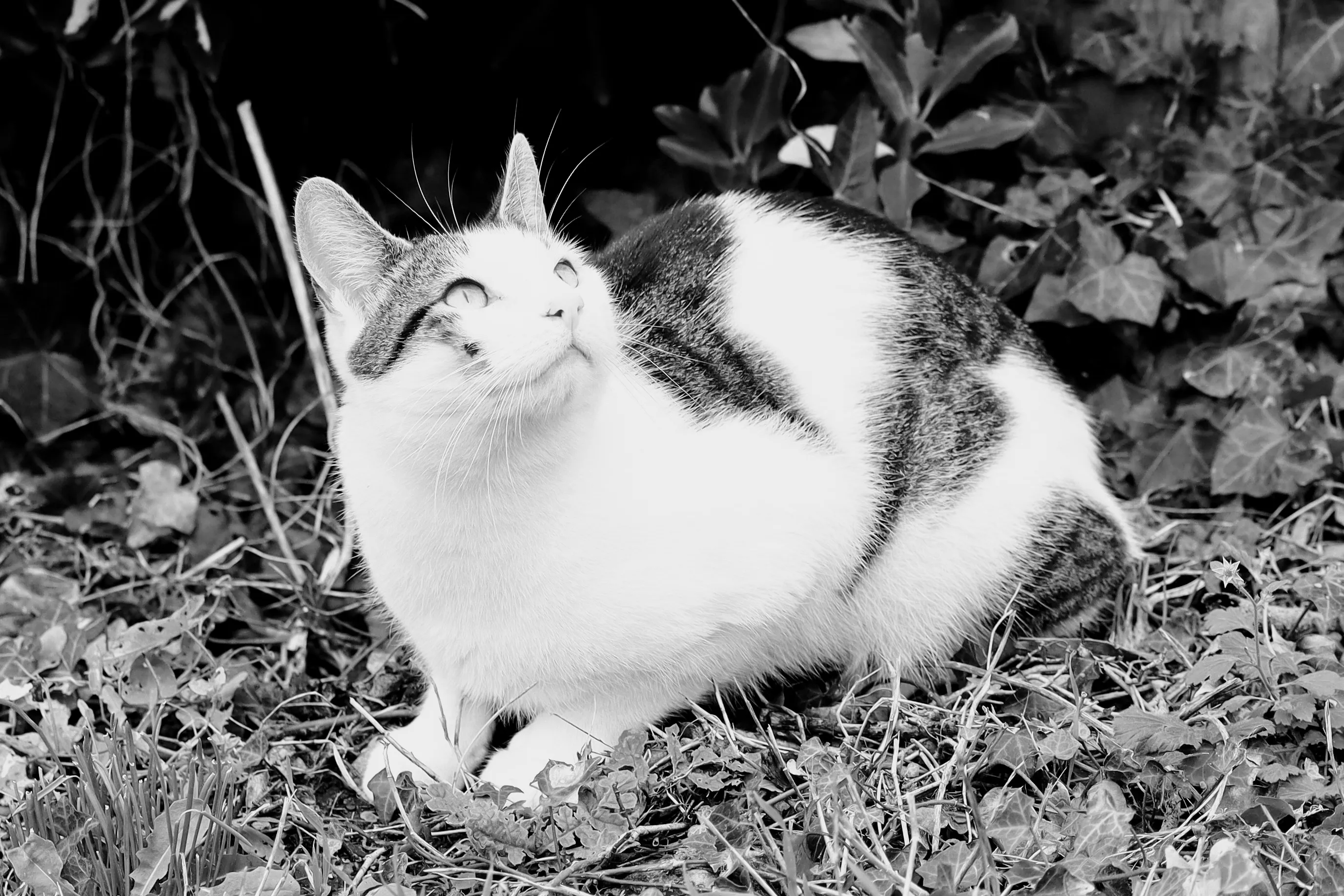 Pet Cats in Black and White