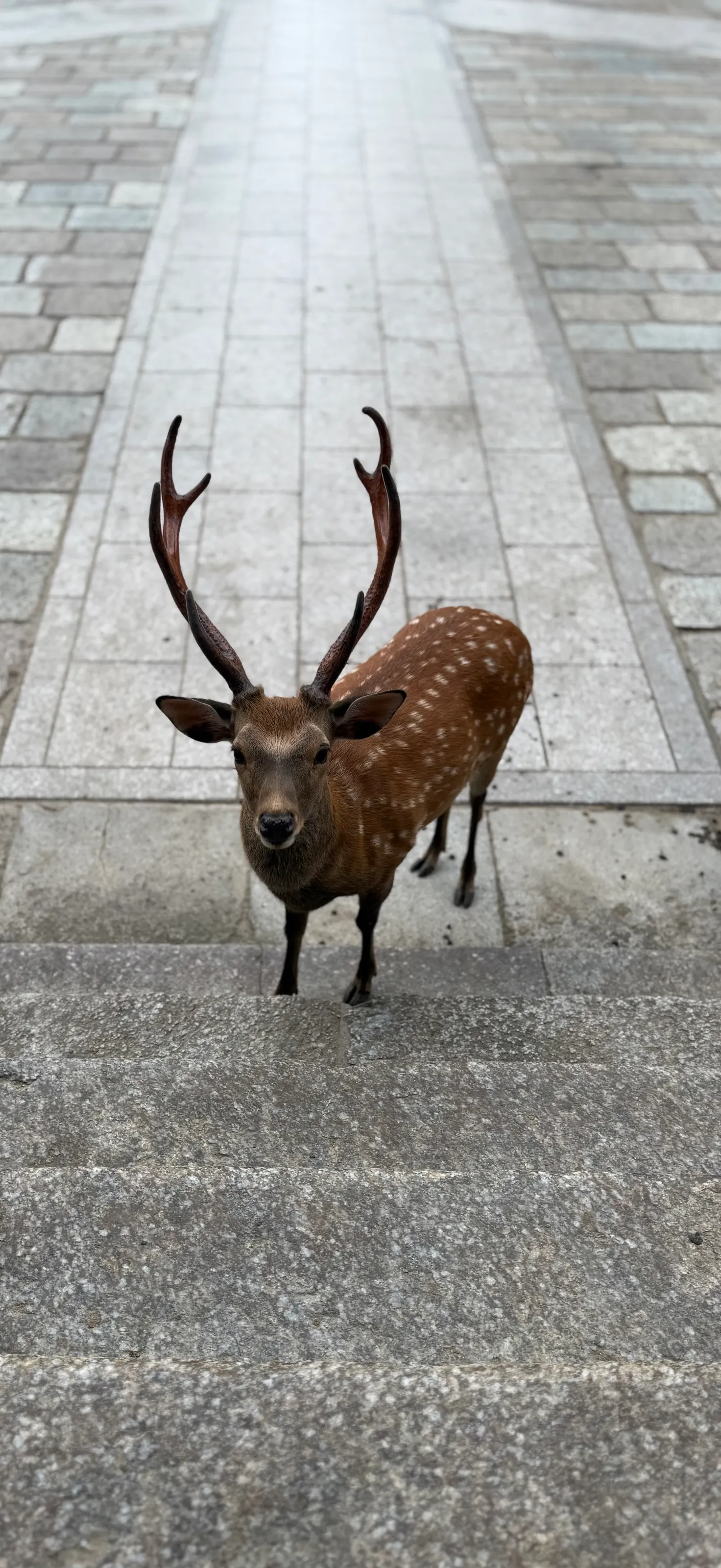 Nara Park Deer