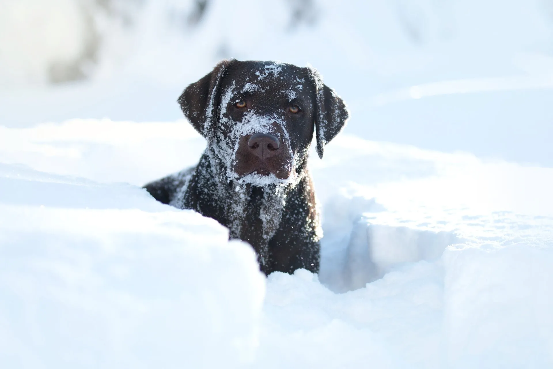 Snow dog❄