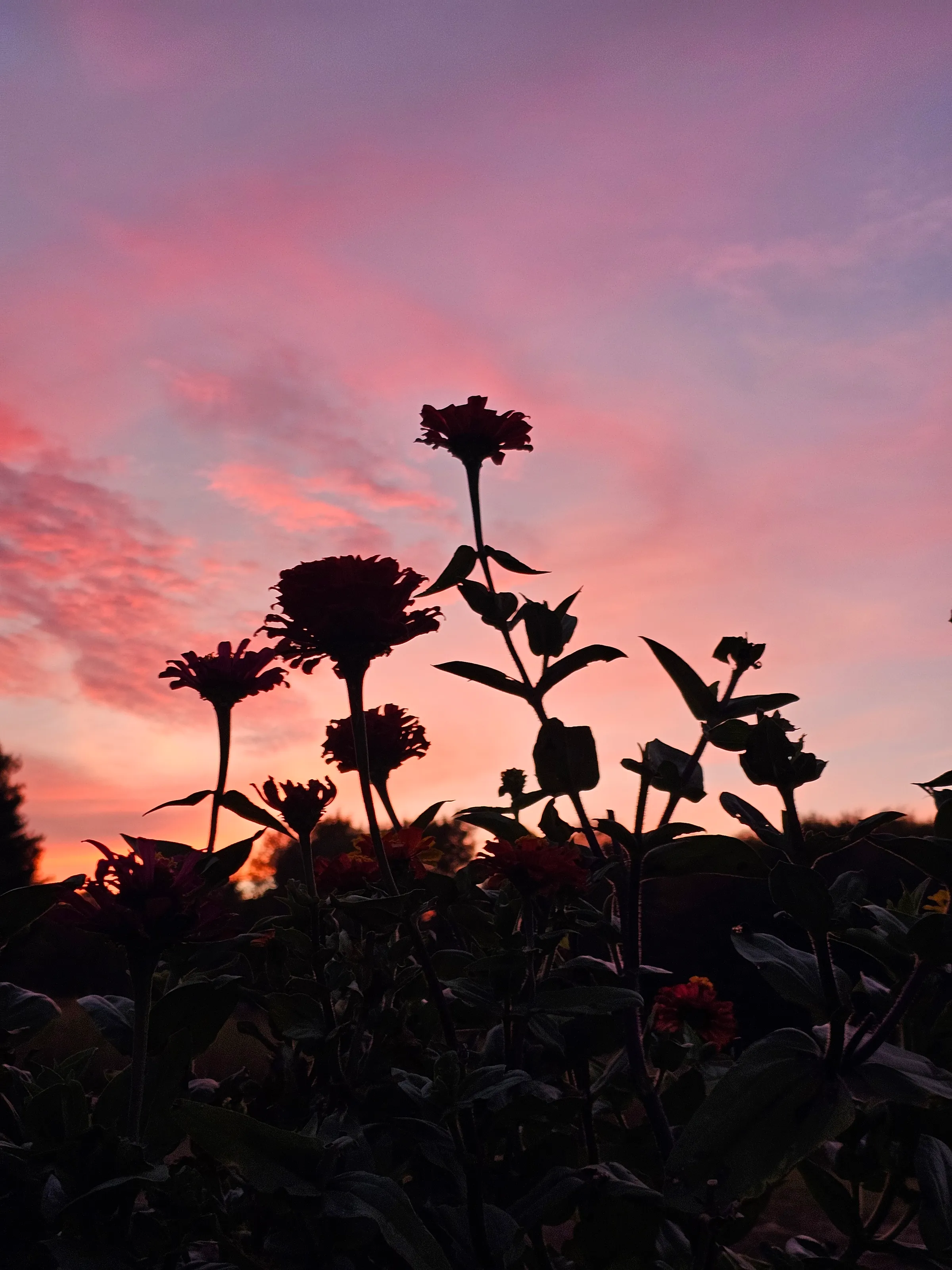 Silhouettes of Nature at Sunrise and Sunset