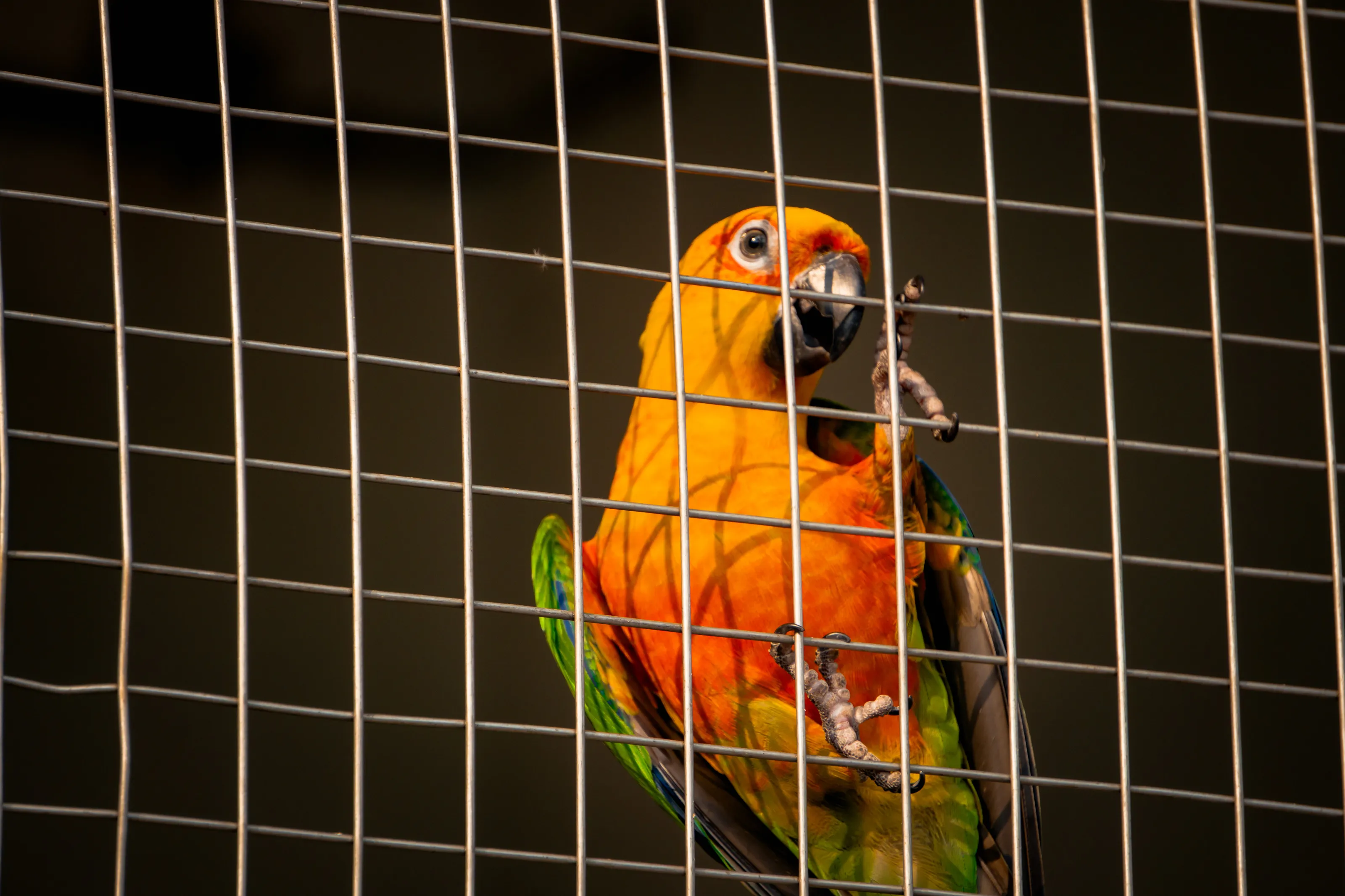 Captive Birds (in colour)
