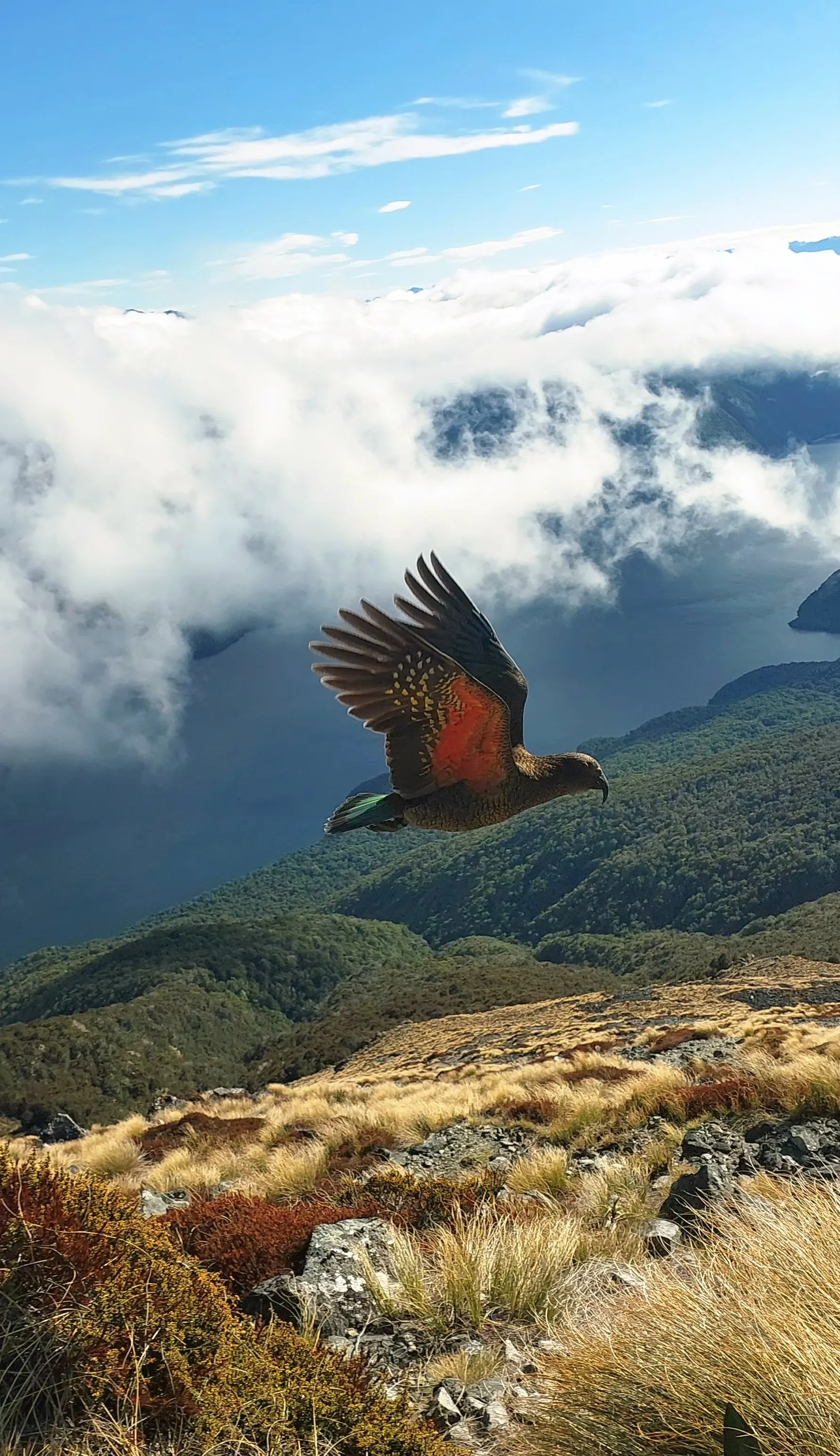 Kea on the kepler
