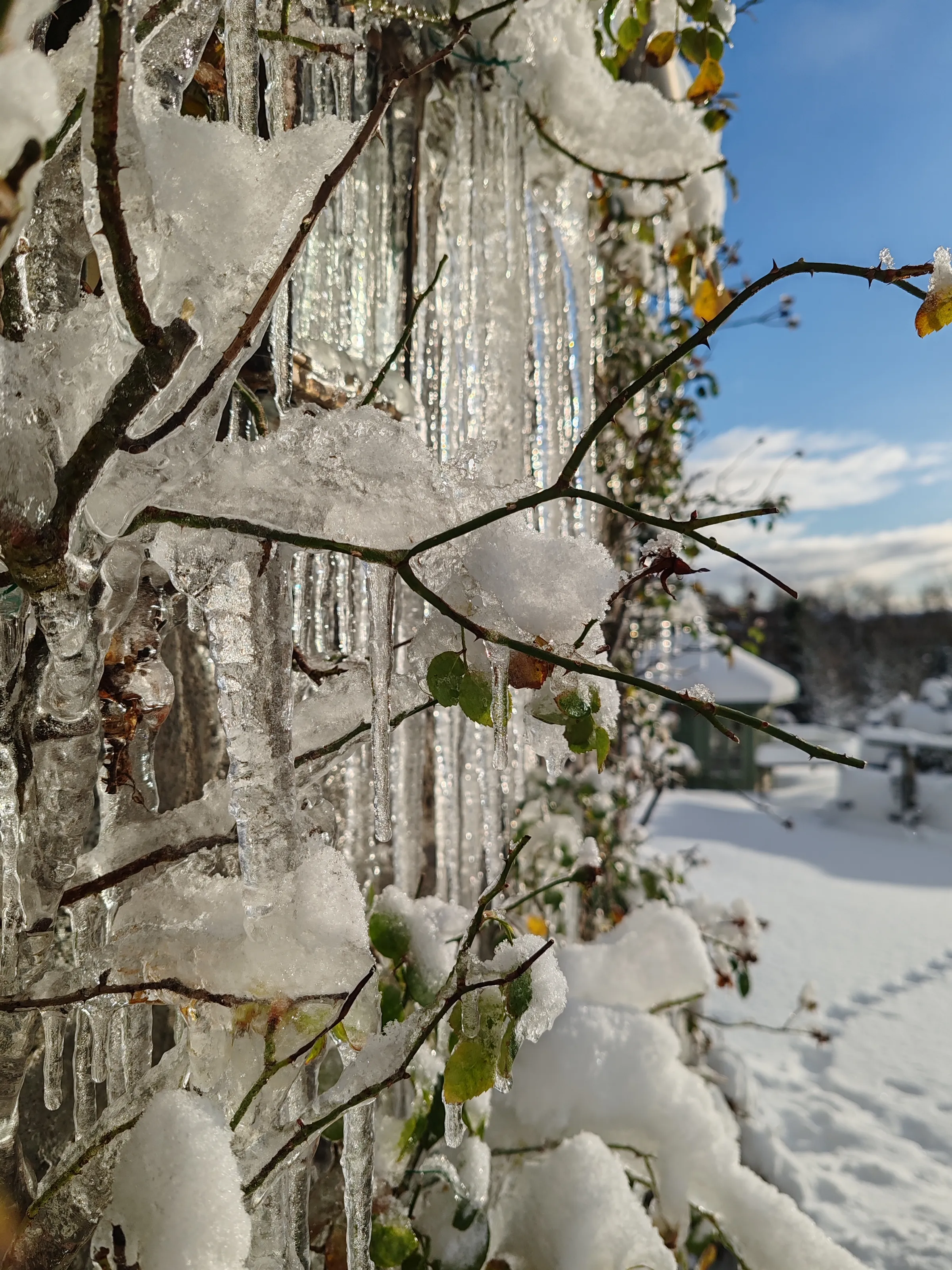 Winter jewels