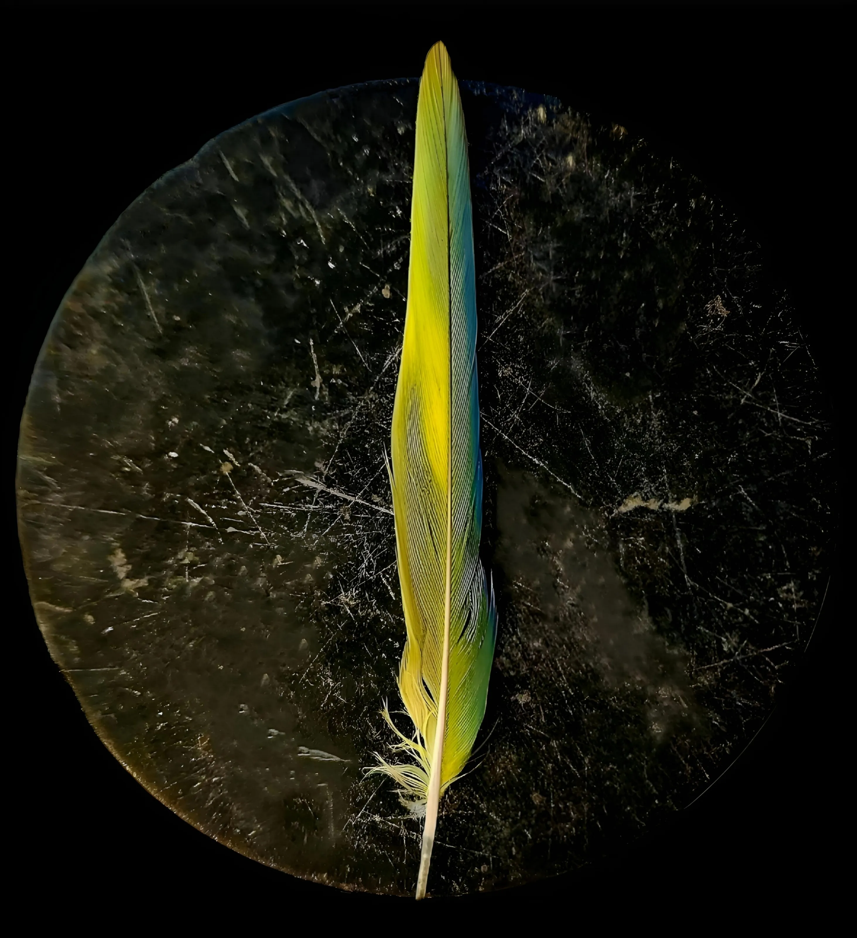 A Single Feather