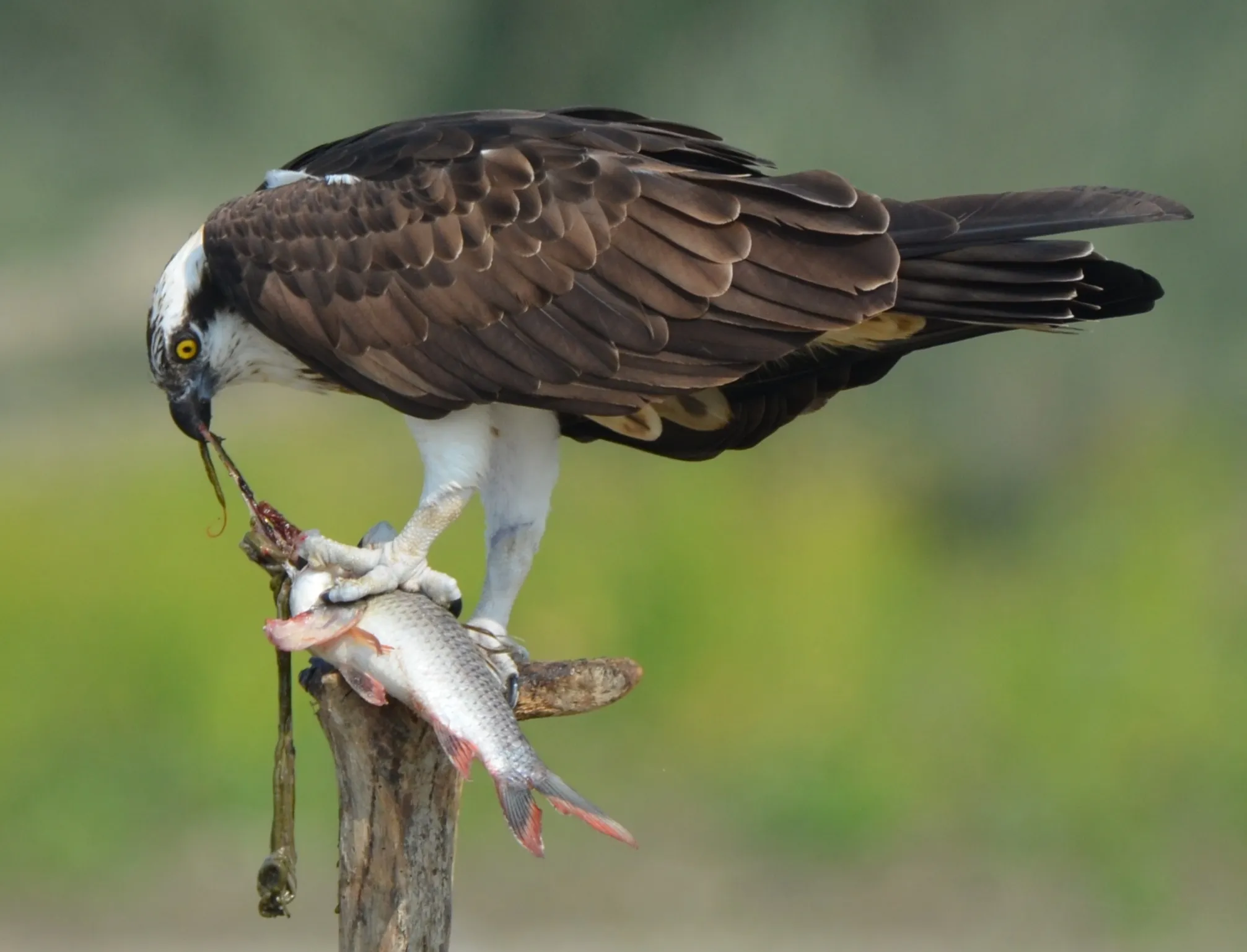 Wildlife