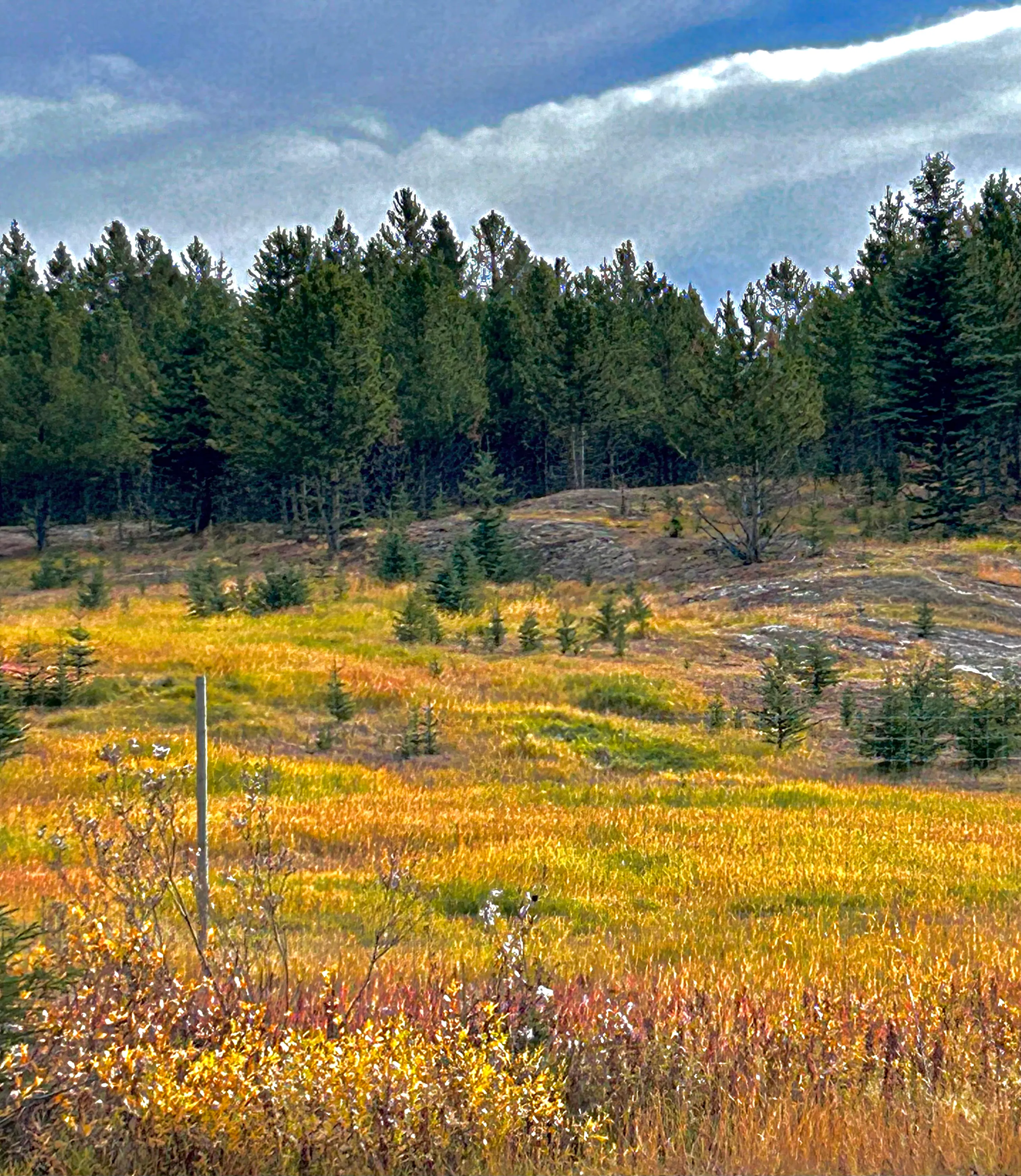 Whispering Fields