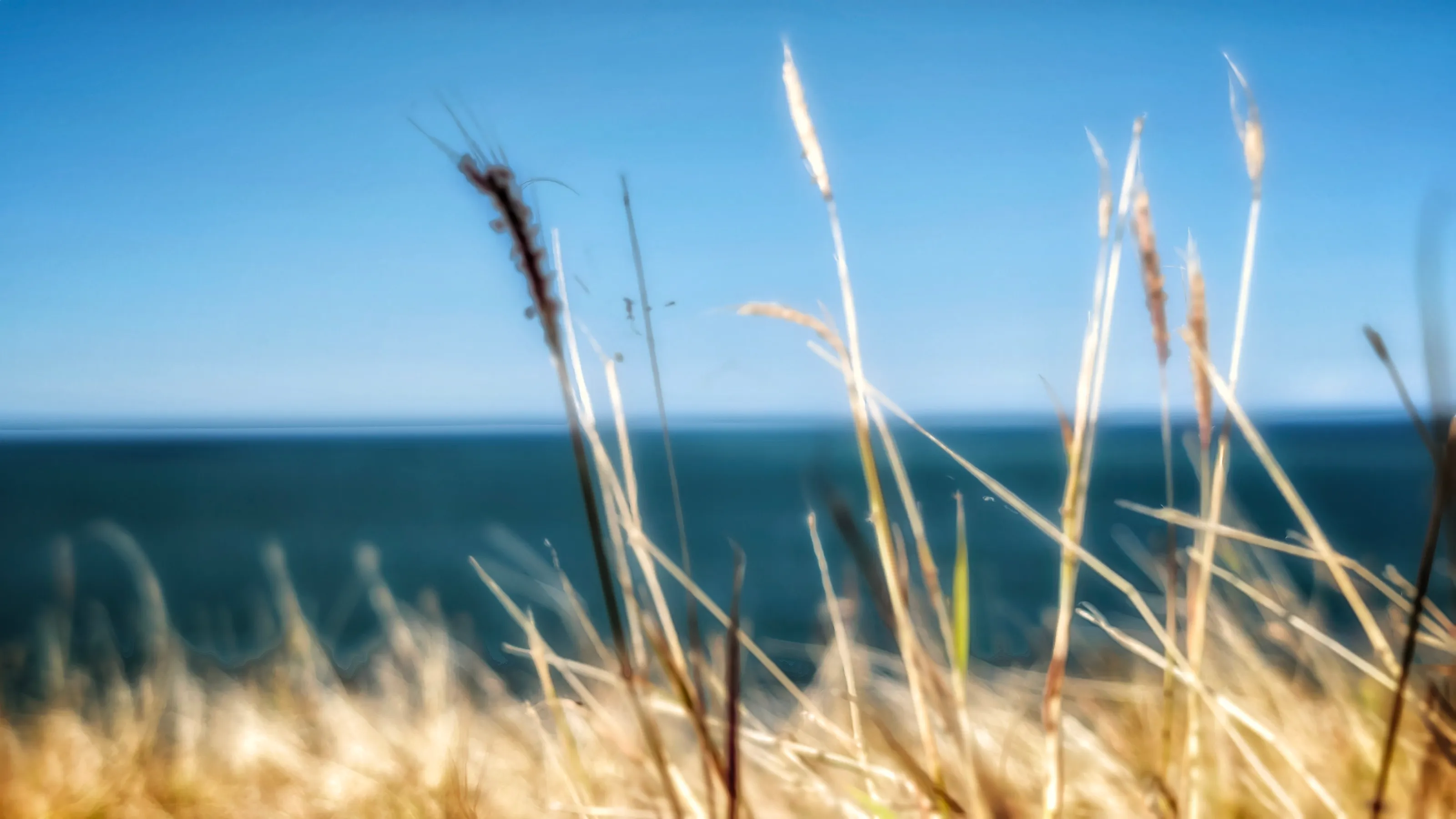 Grassy fields