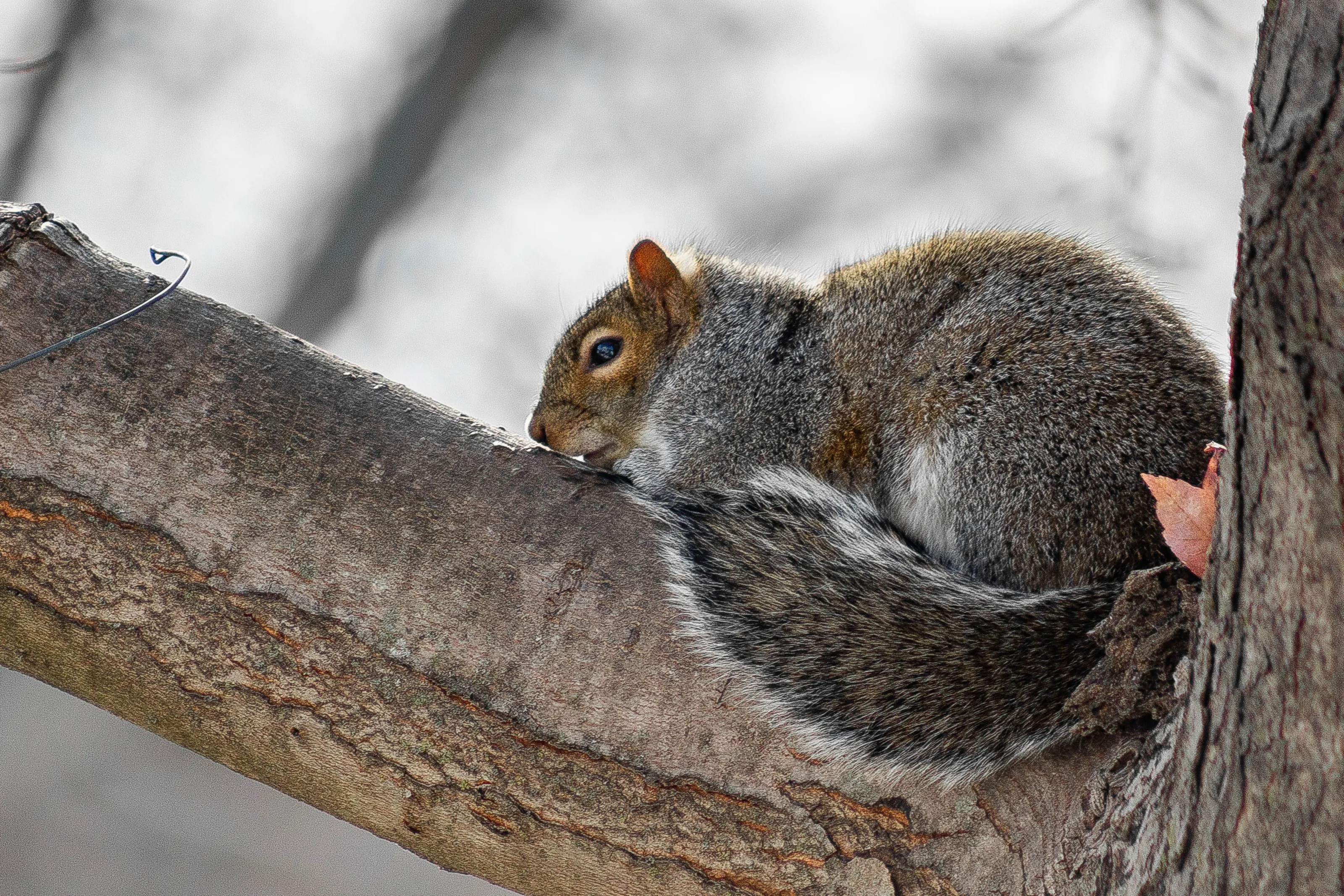 squirrel in a tree