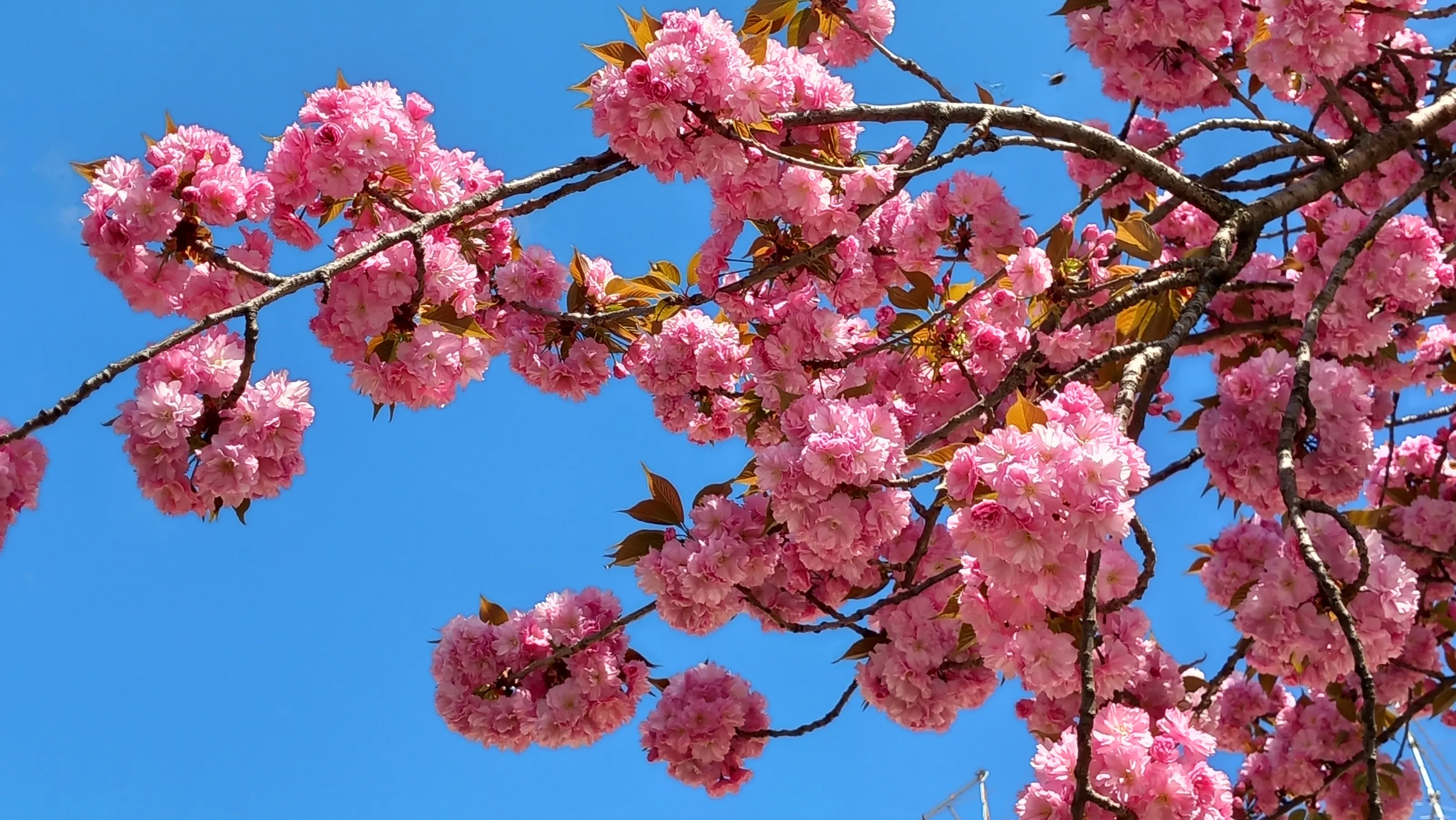 Sakura