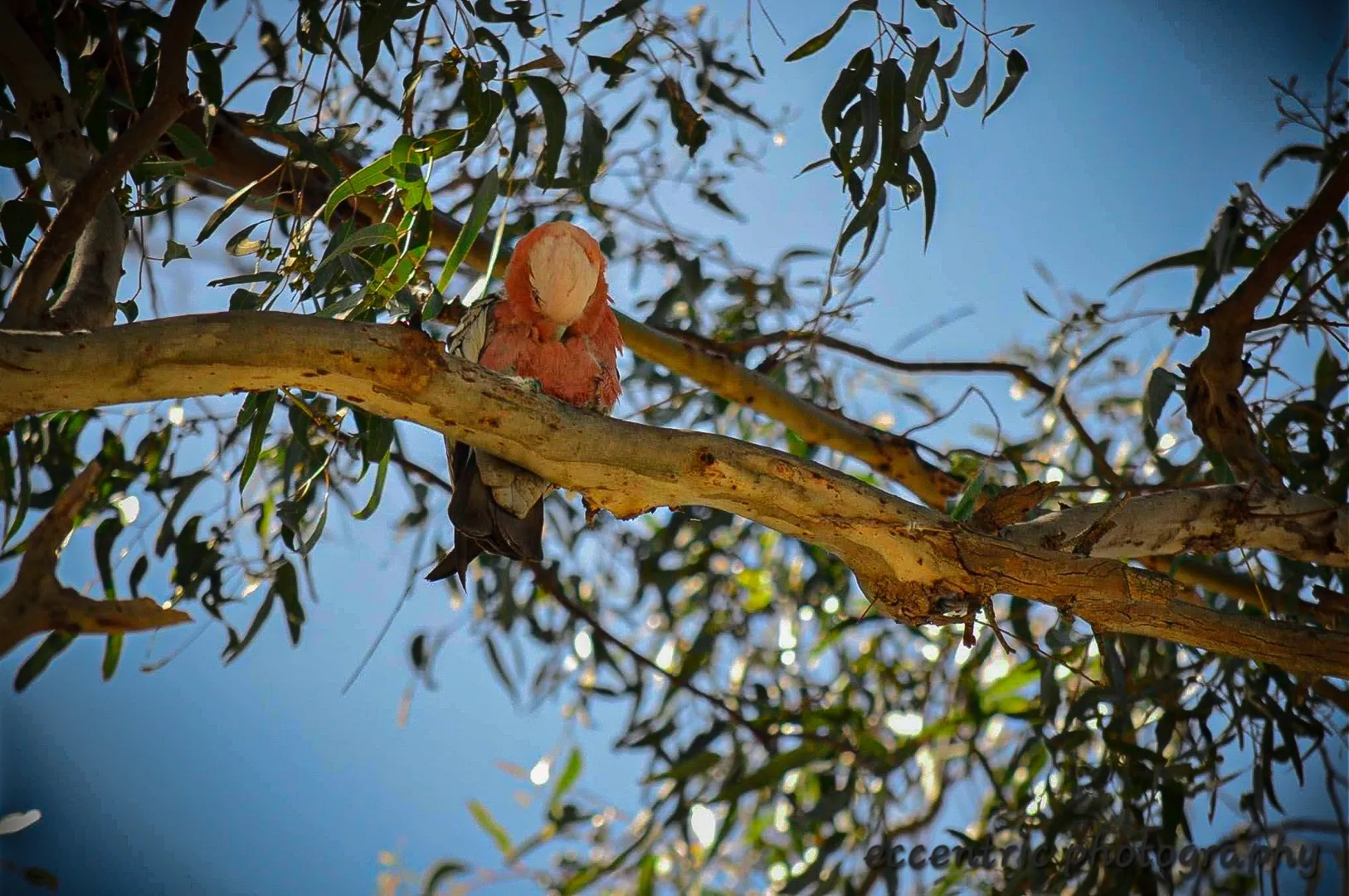 Galah in a Tree