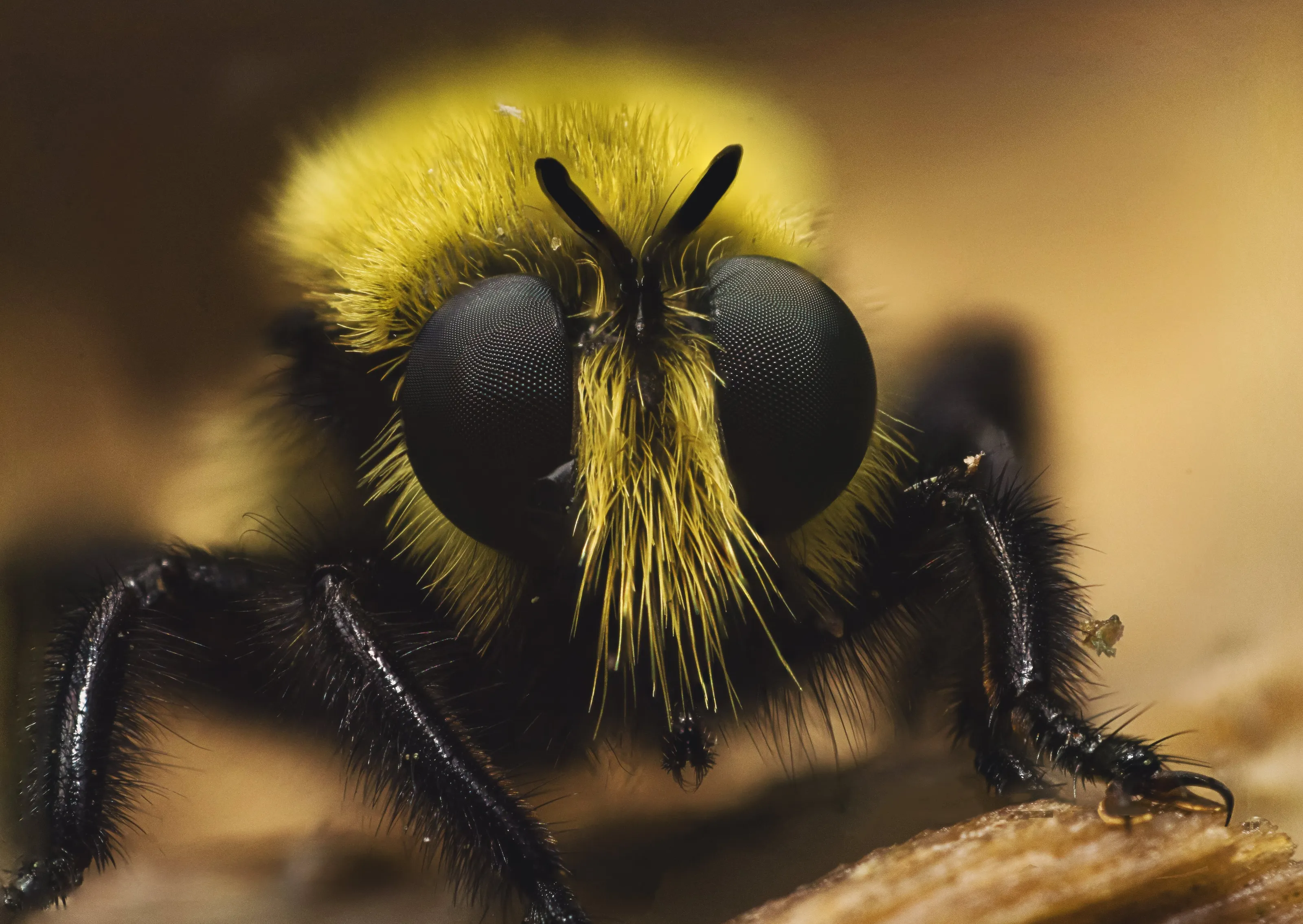 Bee Killer