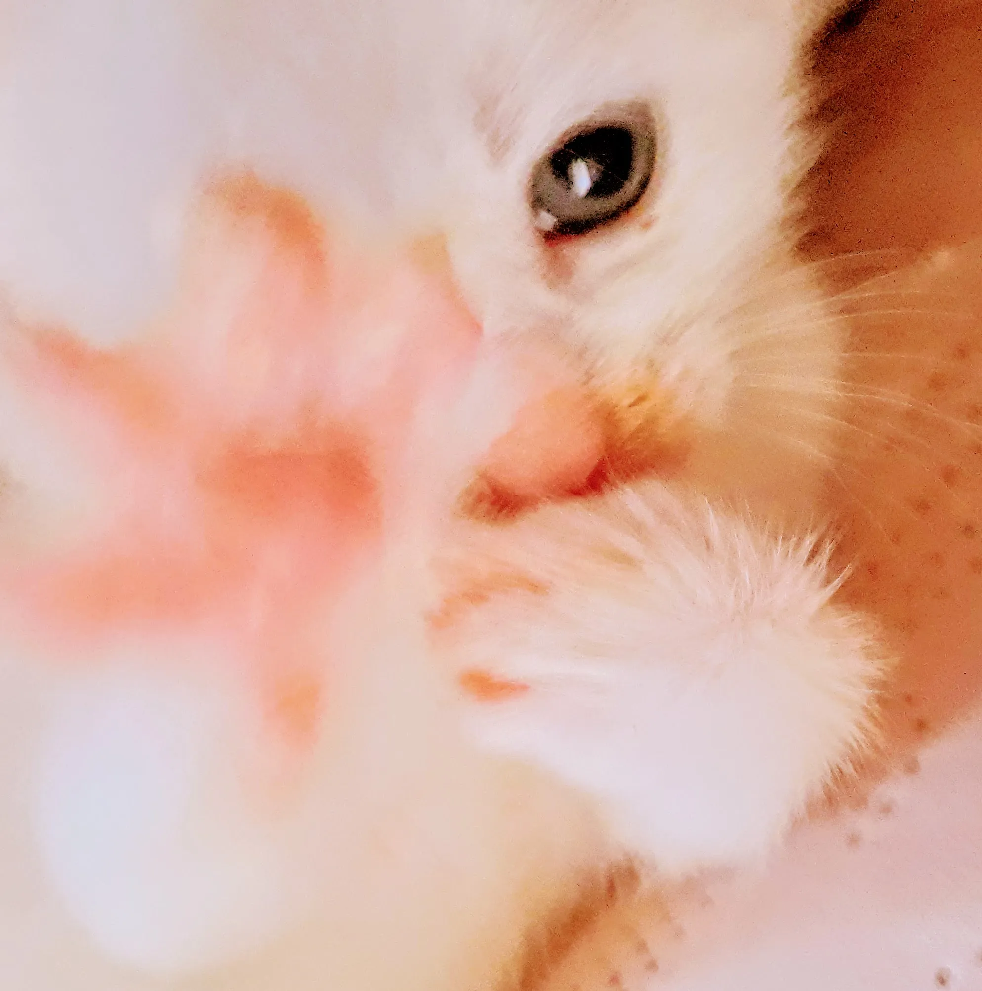 my possum