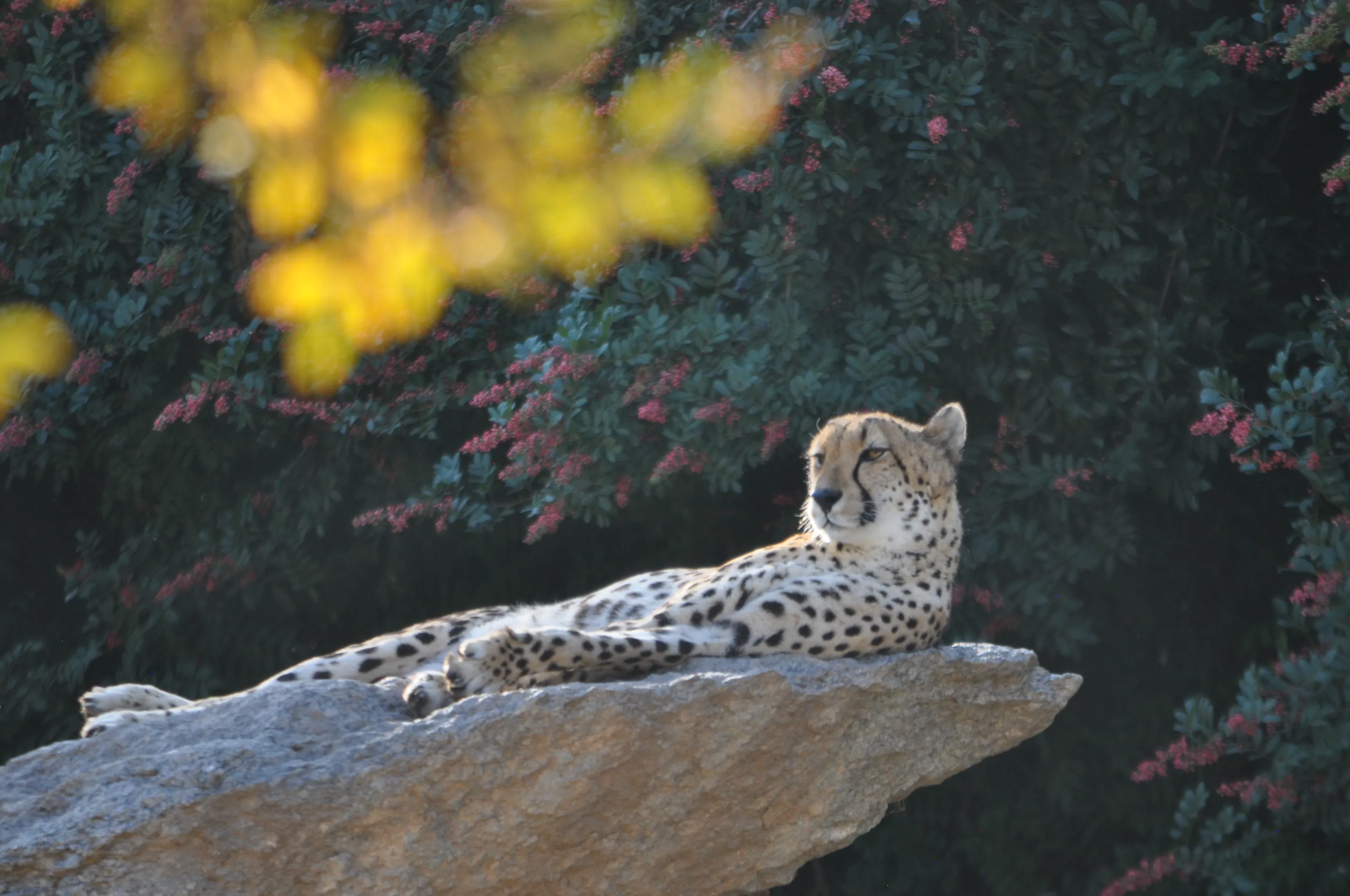 Basking Cheetah