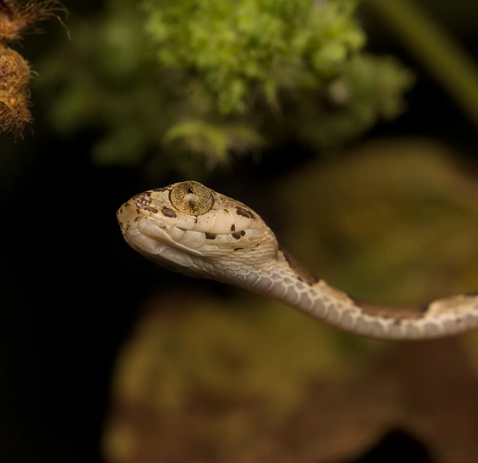 micro life