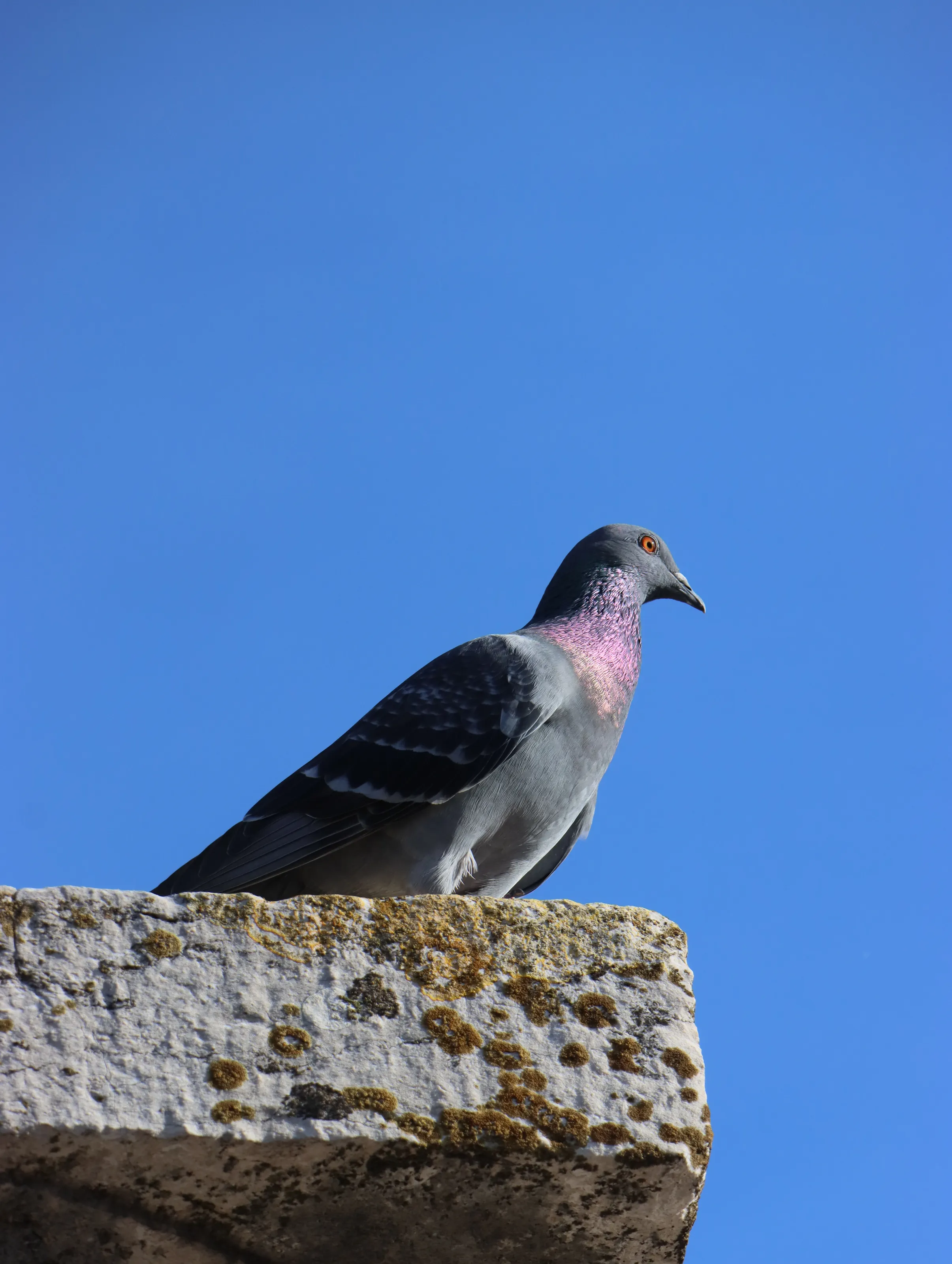 Pigeon in Pompeii