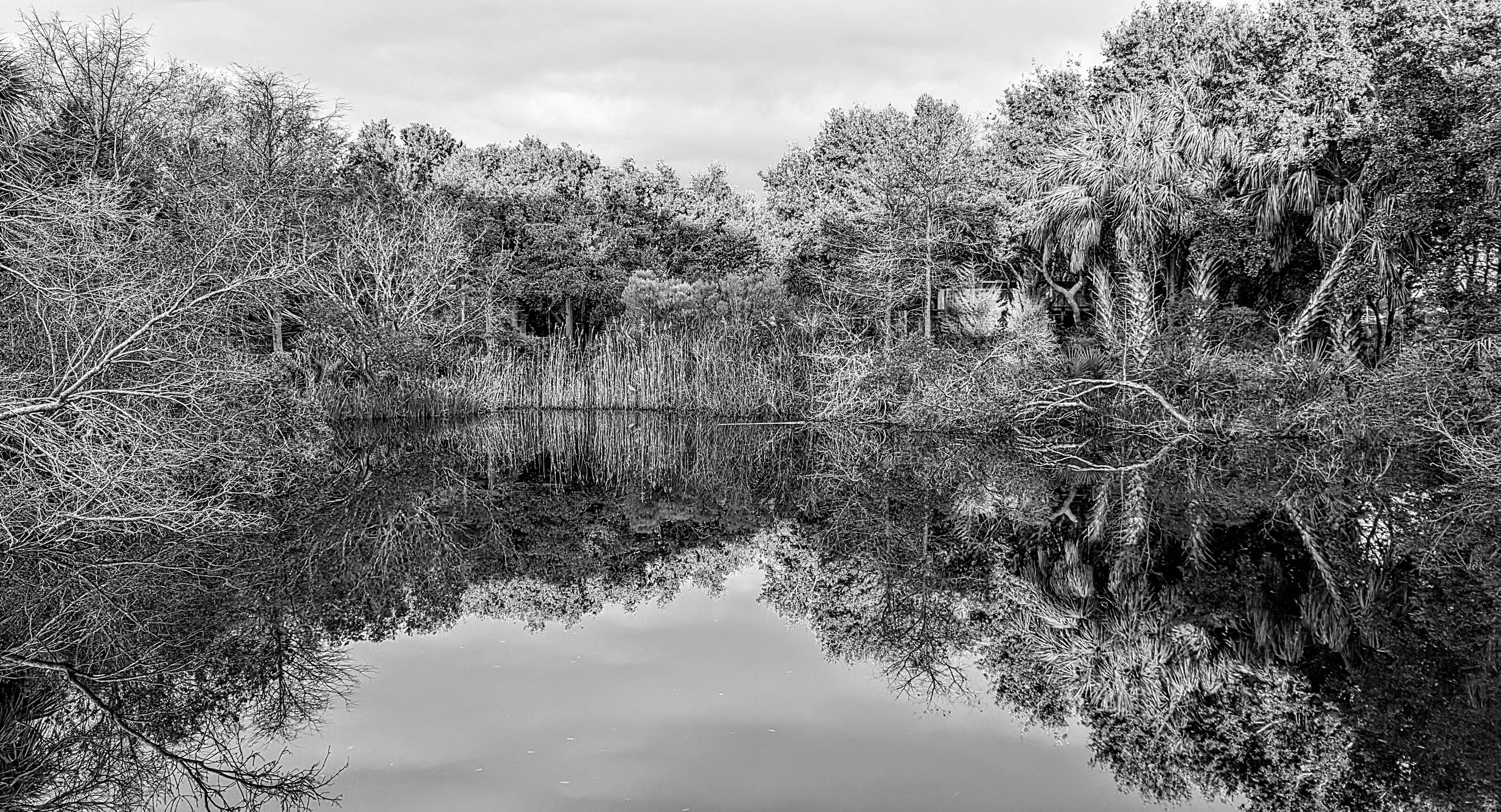 "Black and White Reflection"