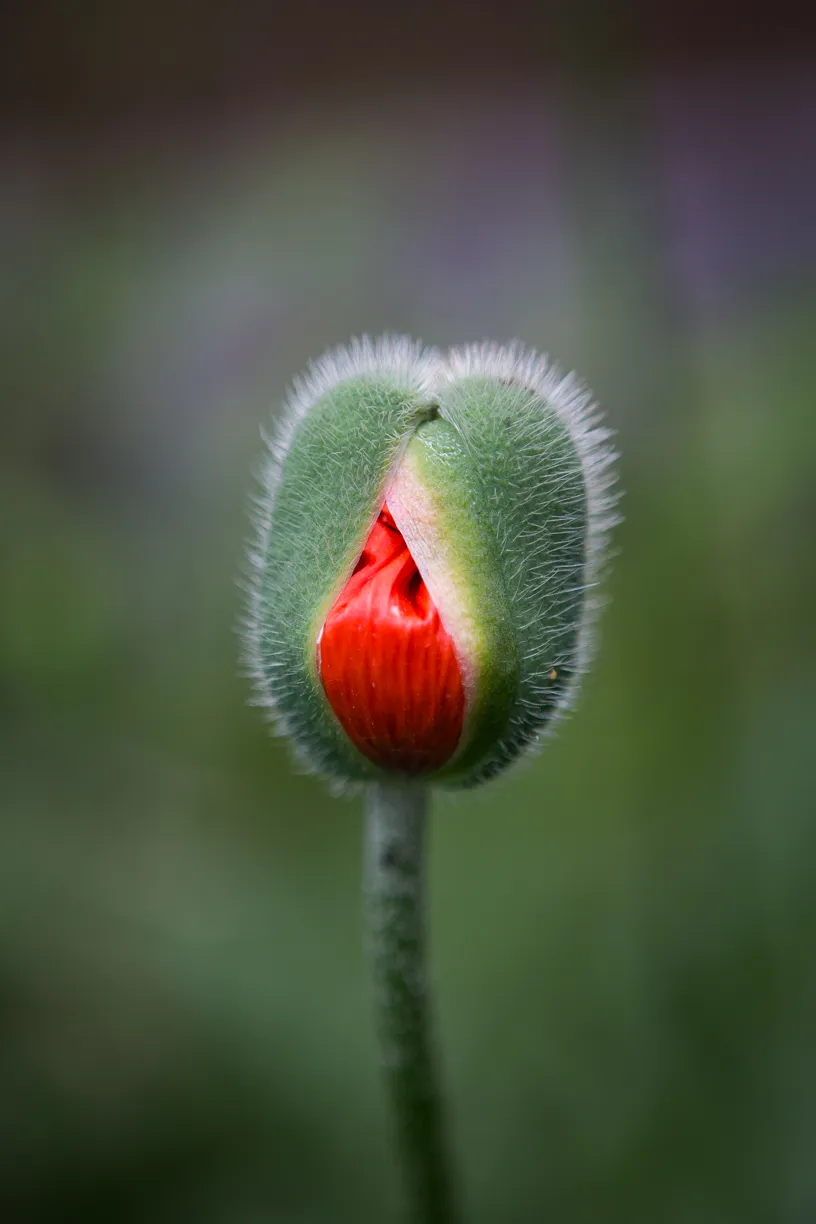 Poppy flower