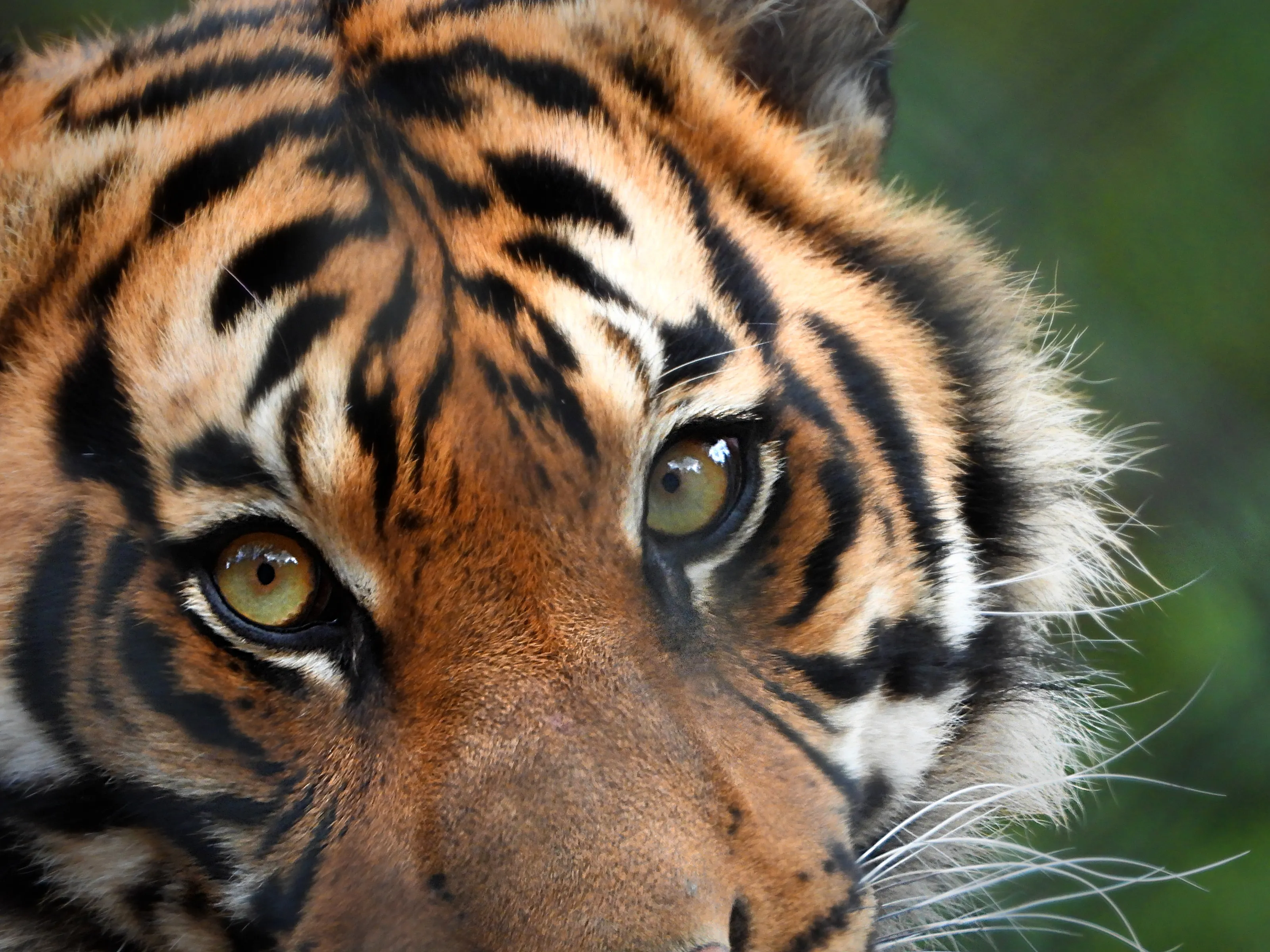 Eyes of the Tiger