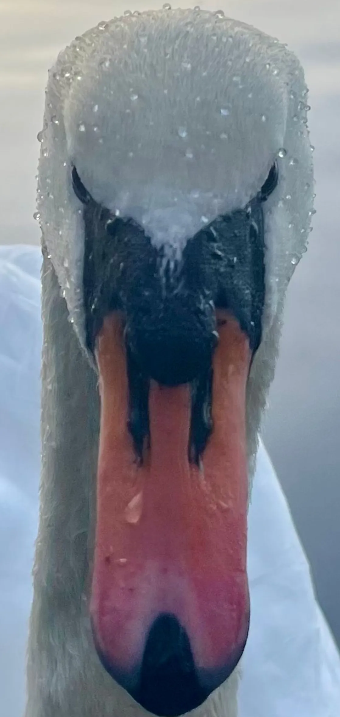 The swan