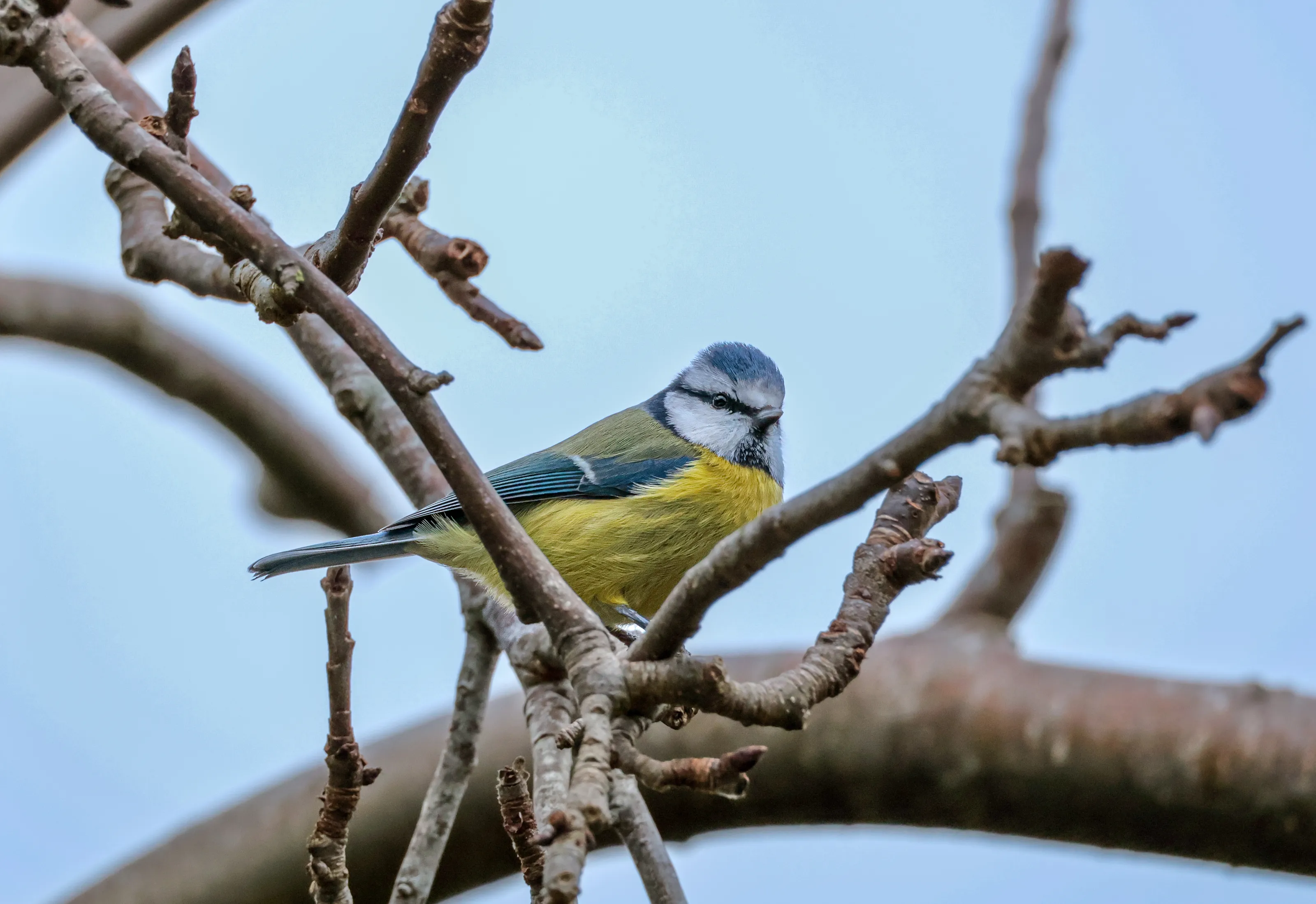 Blue Tit Sitting in a Tree