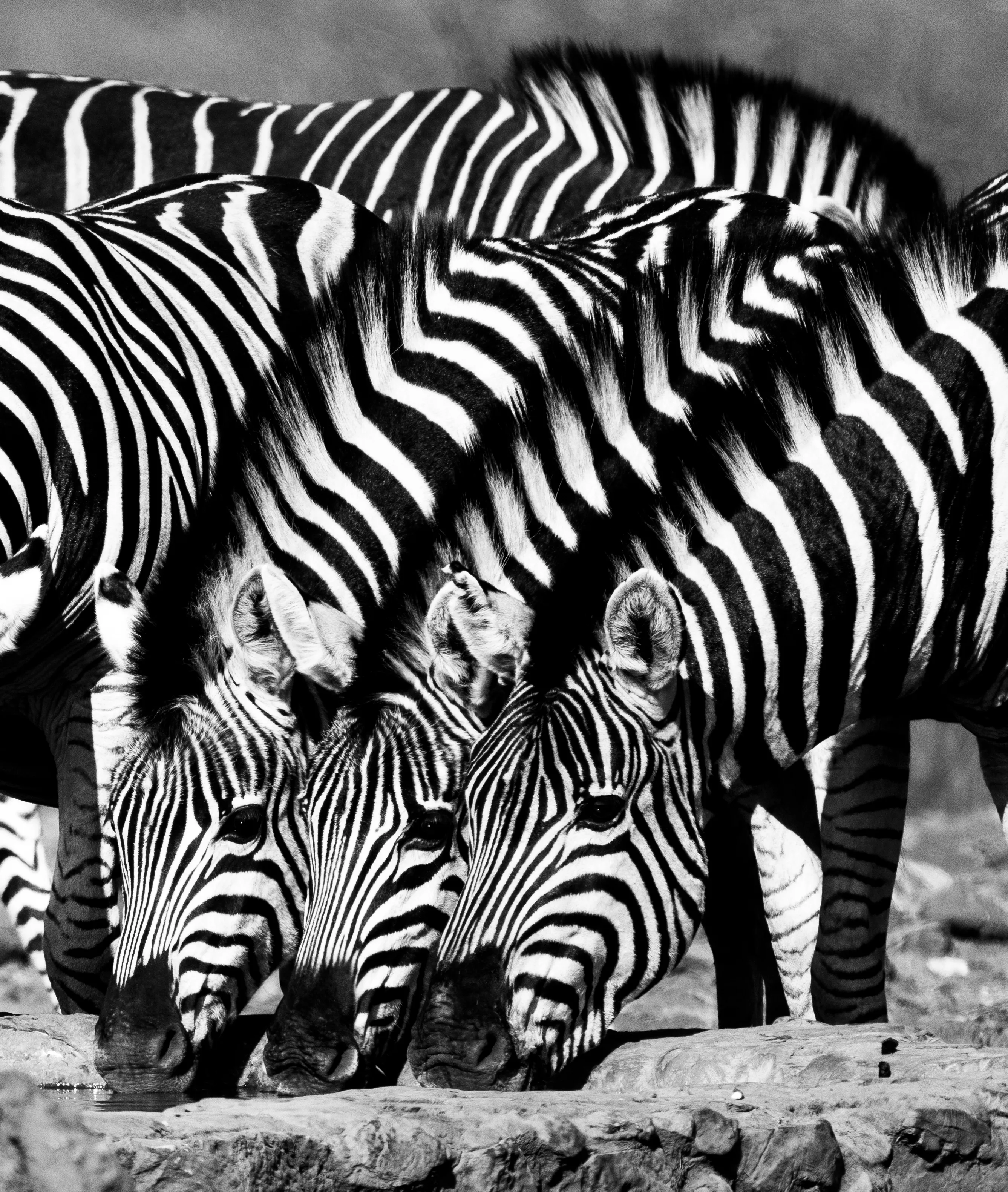 A Dazzle Of Zebras