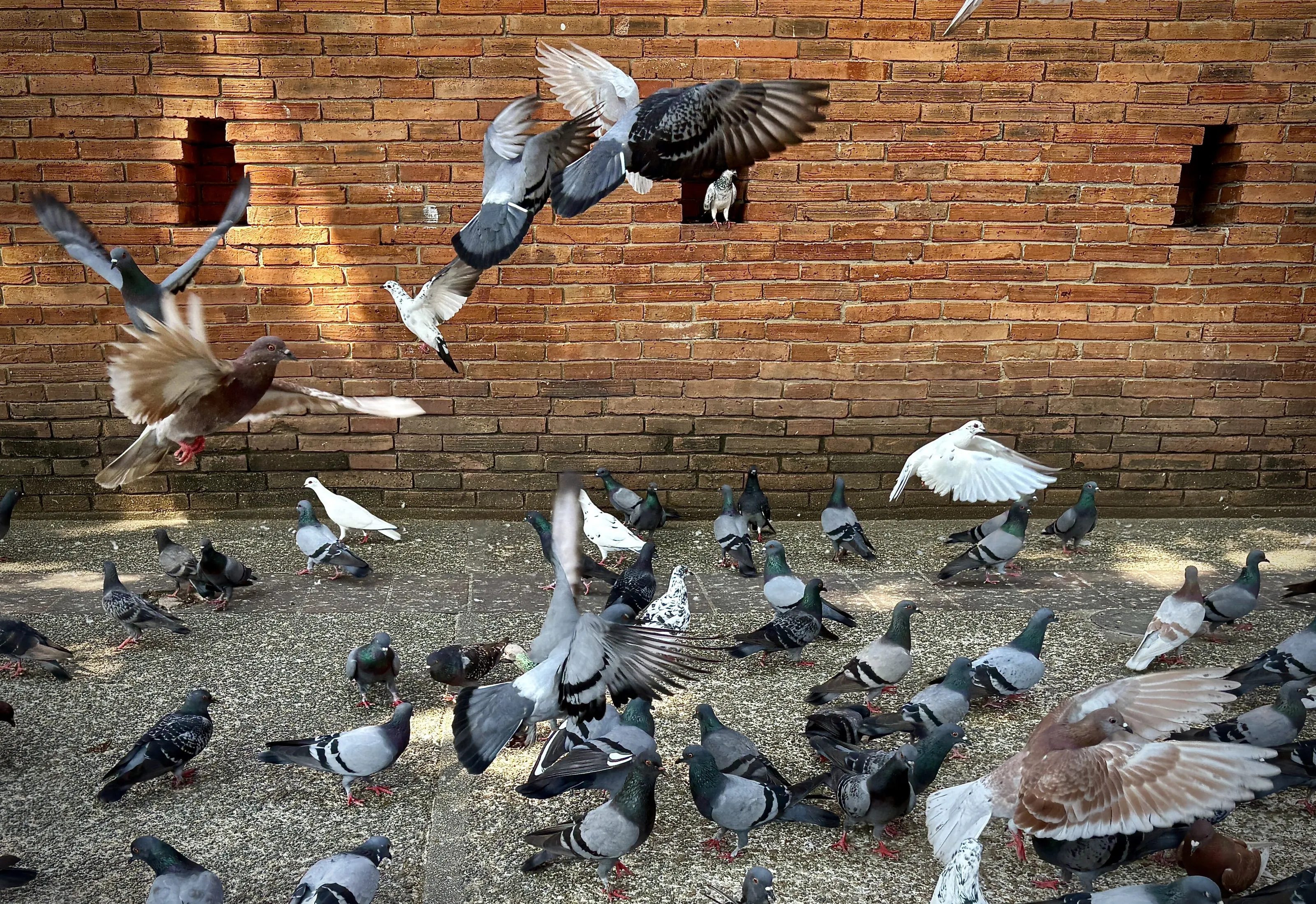 Pigeons