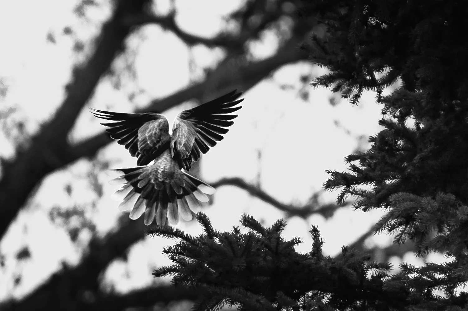 Mourning Dove in Flight