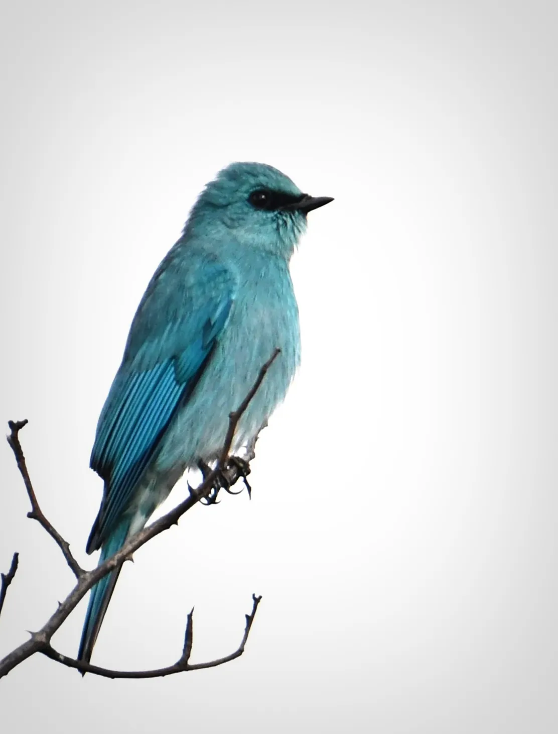 Blue bird world