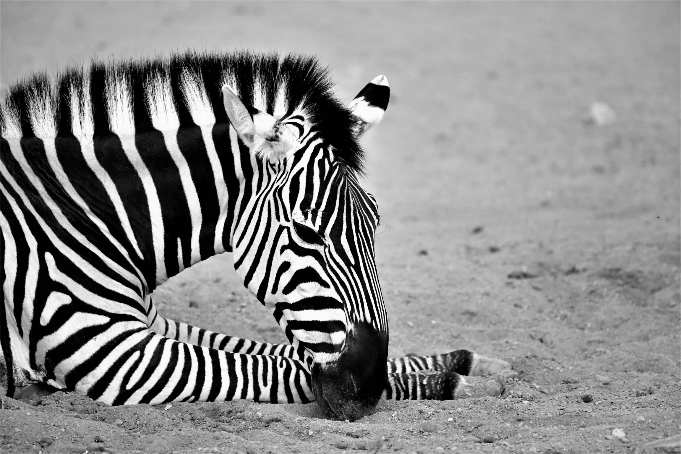 Zebra