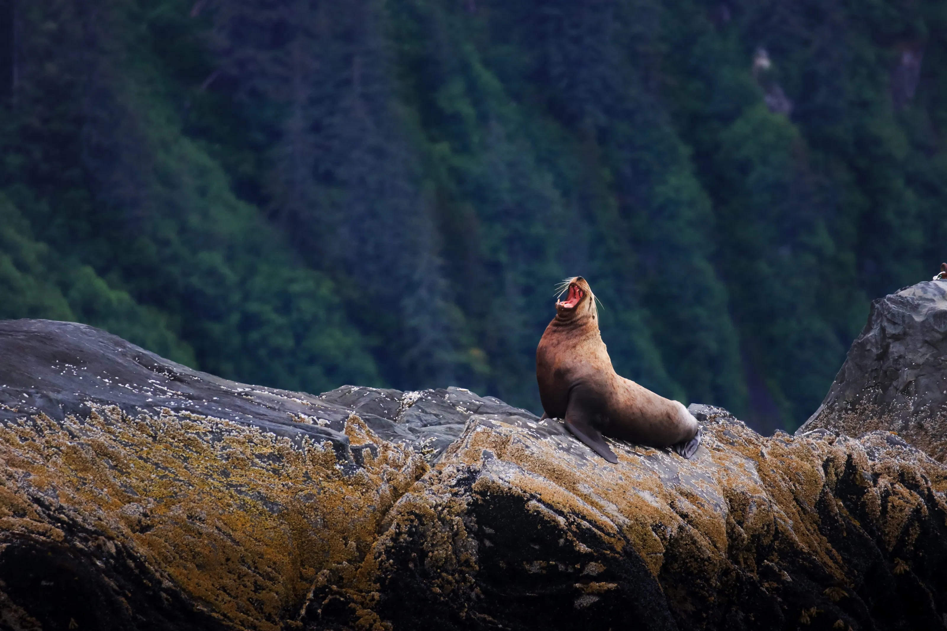 Sea lion