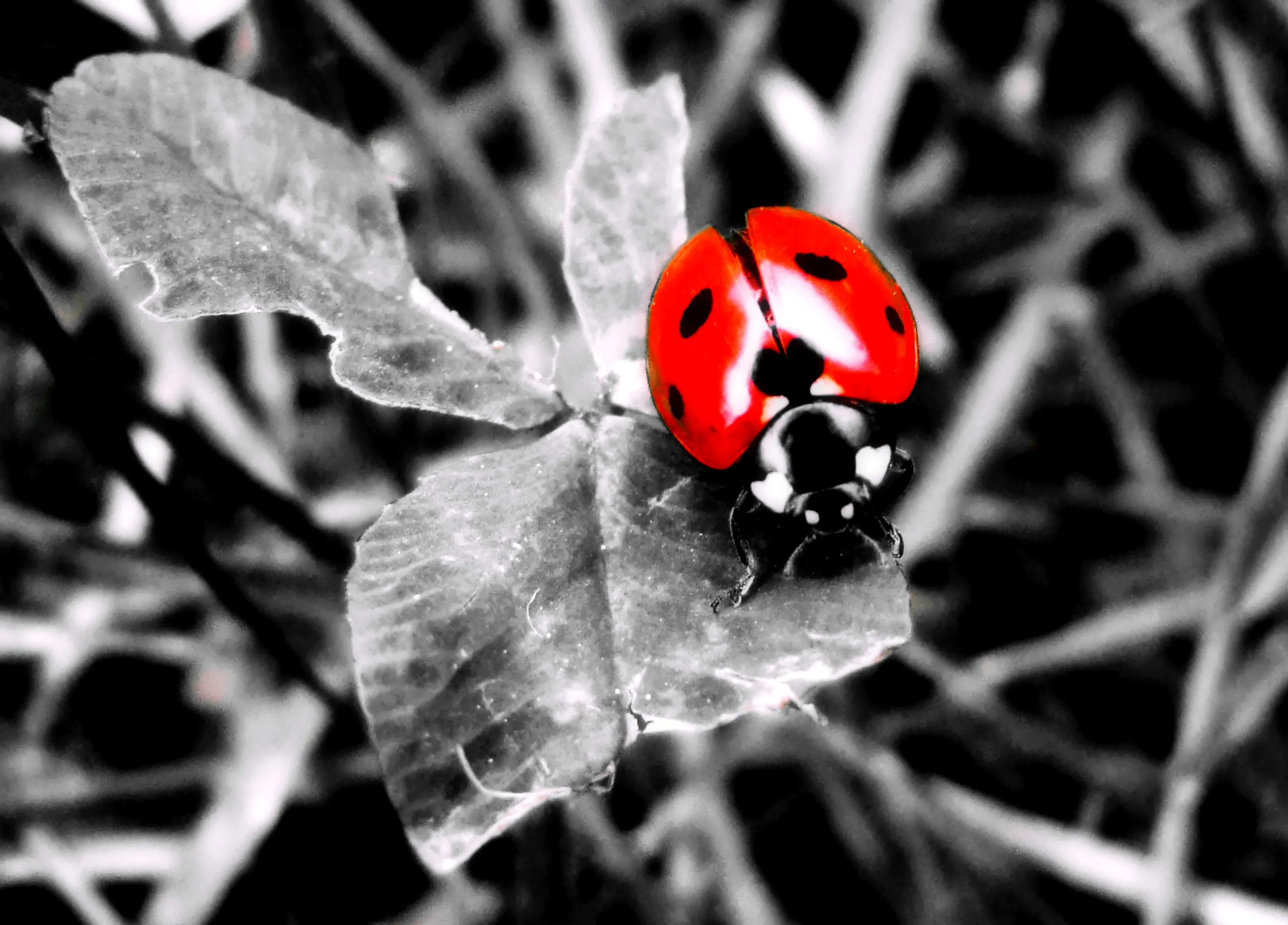 Black and White Photos with a Pop of Red